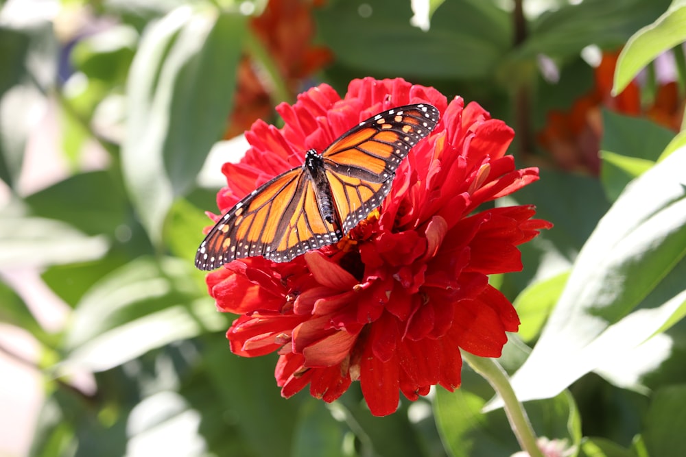 a butterfly on a red flower