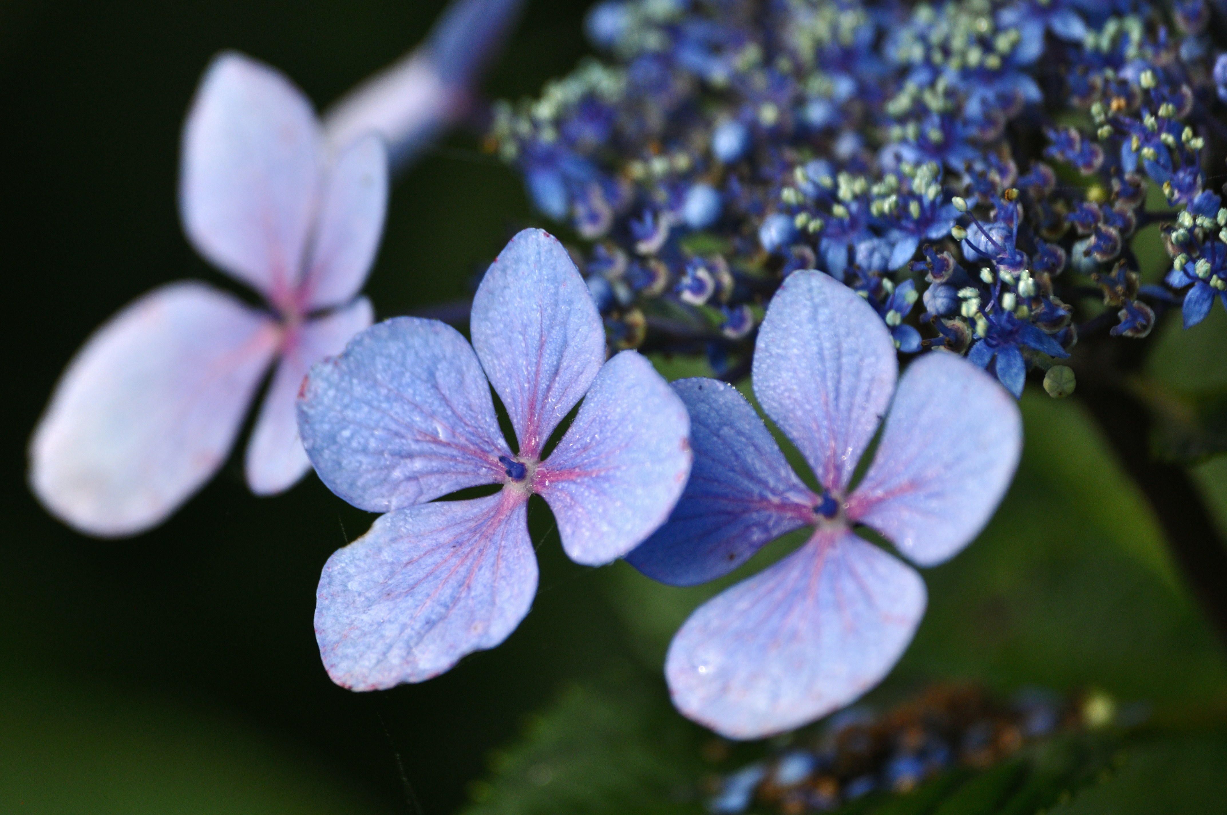 Photo by frankoosterbaan