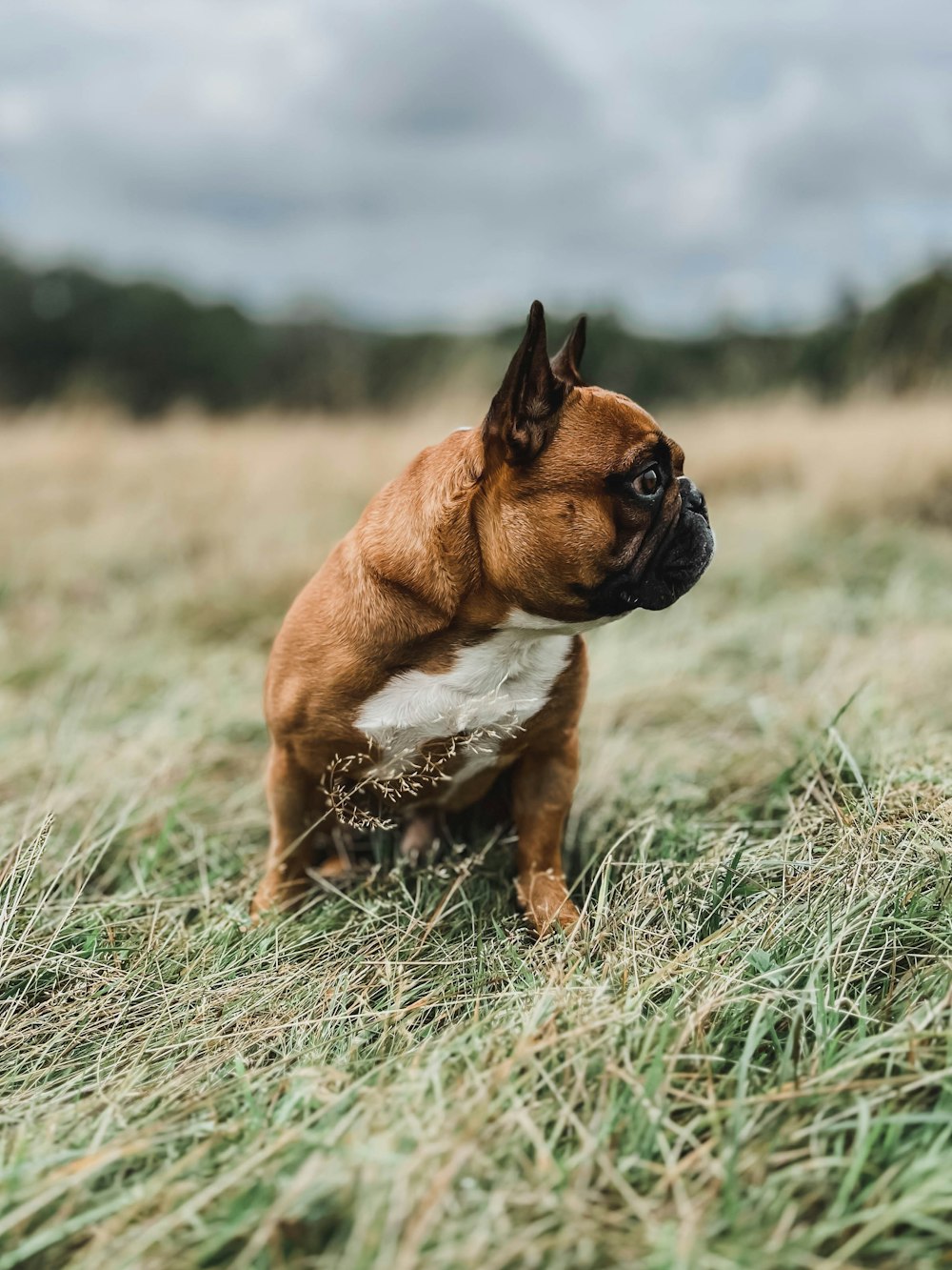 a dog standing in a field