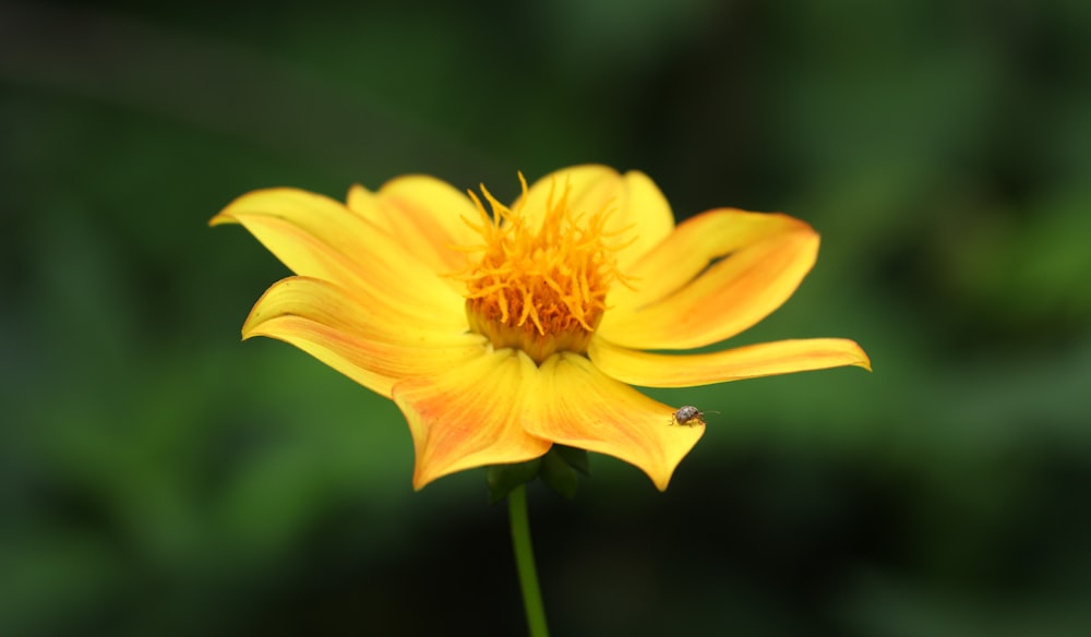 a bee on a yellow flower