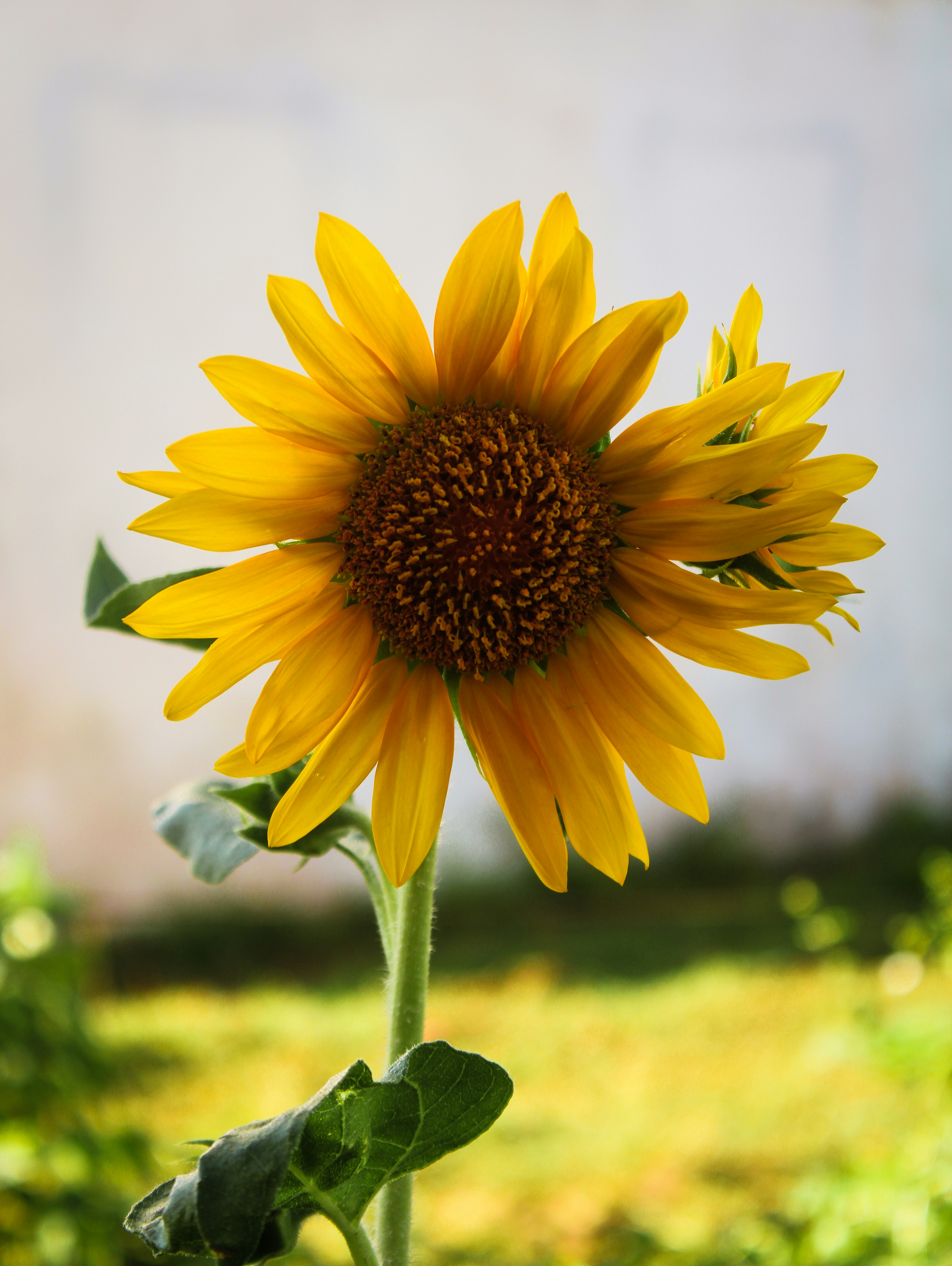 Photo by kevinxd_468