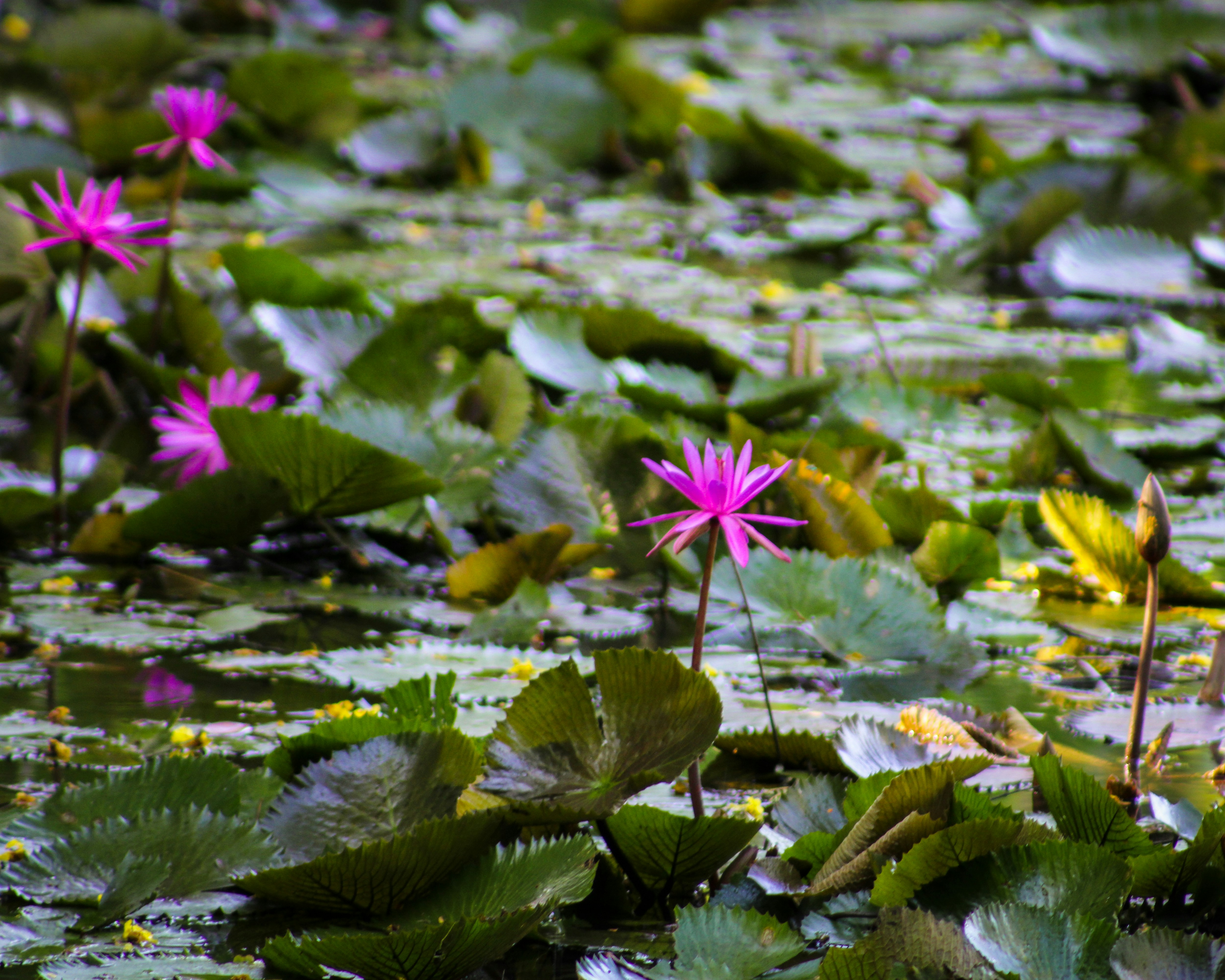 Photo by kevinxd_468