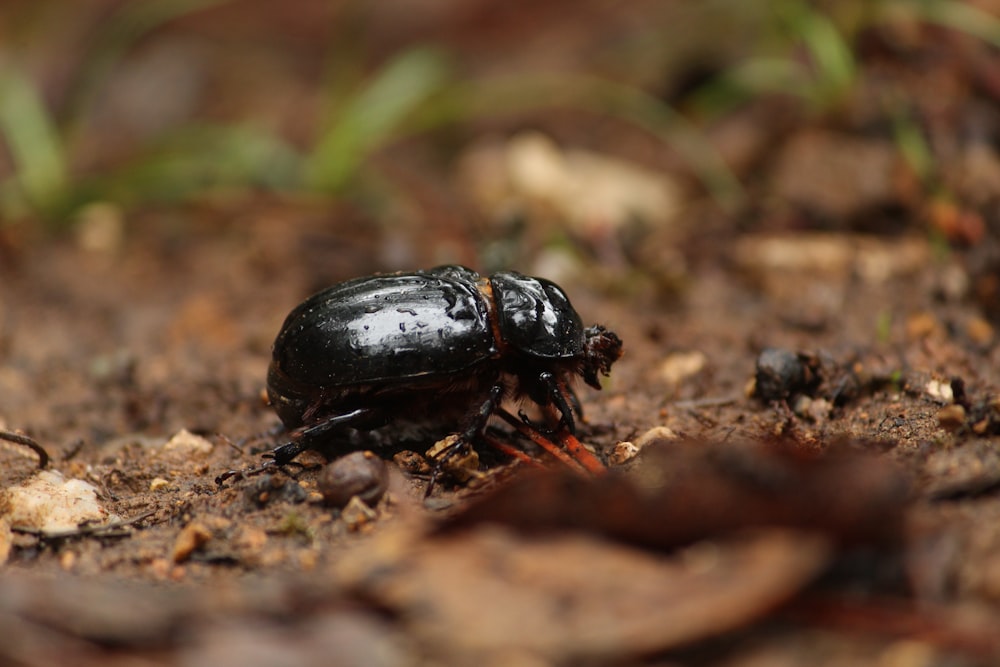 a black and brown beetle on the ground