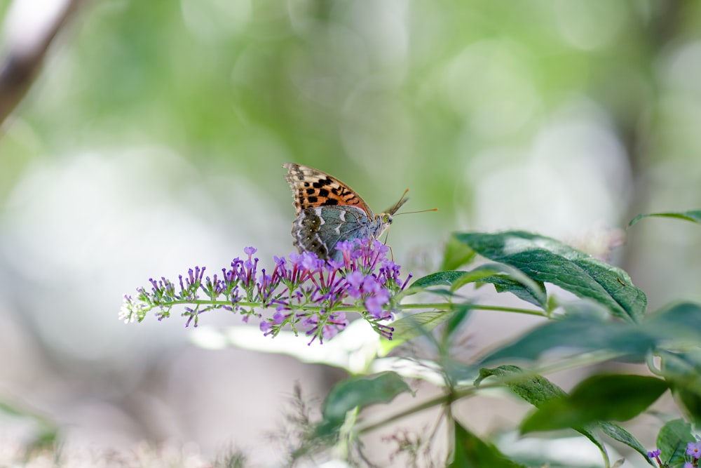 uma borboleta em uma flor