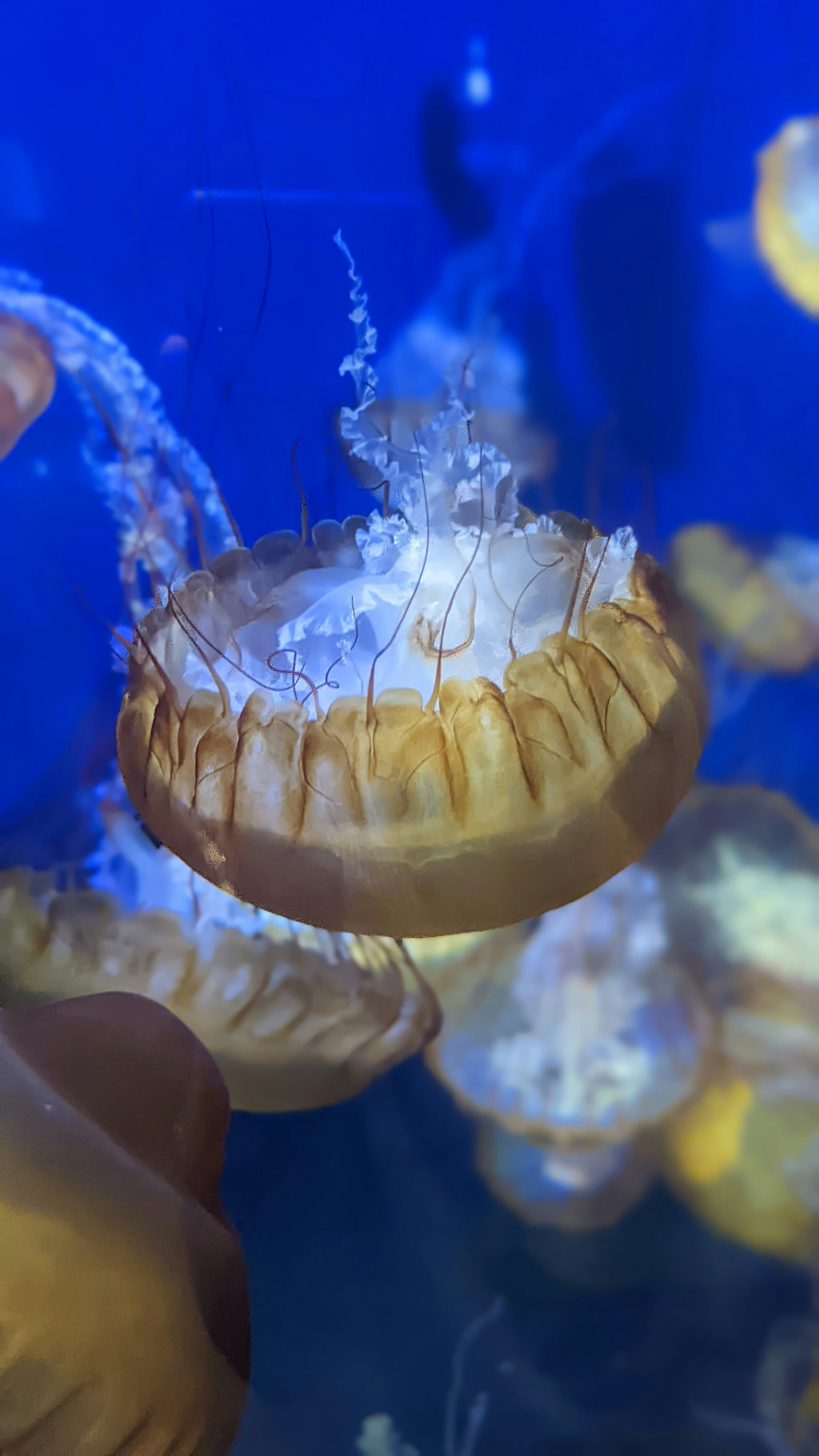 a close up of a sea creature