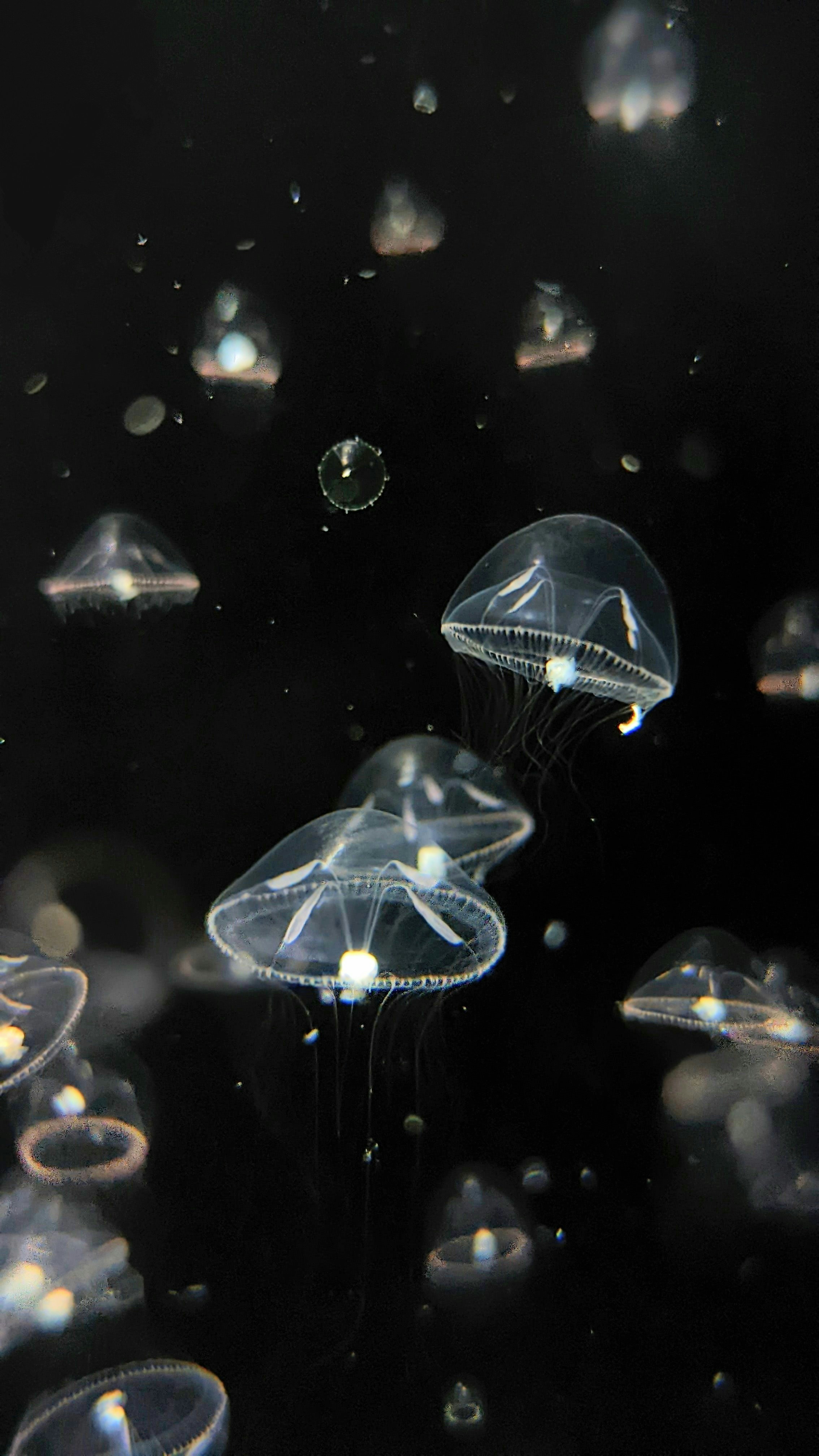 a group of jellyfish