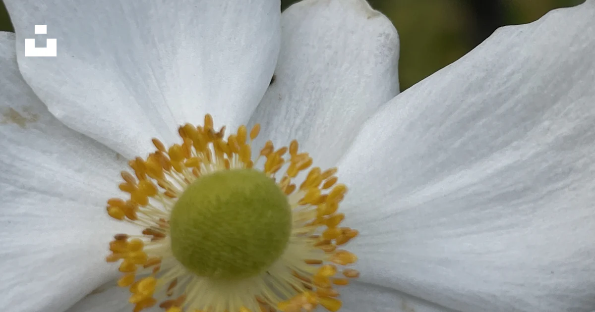 A close up of a flower photo – Free Pollen Image on Unsplash