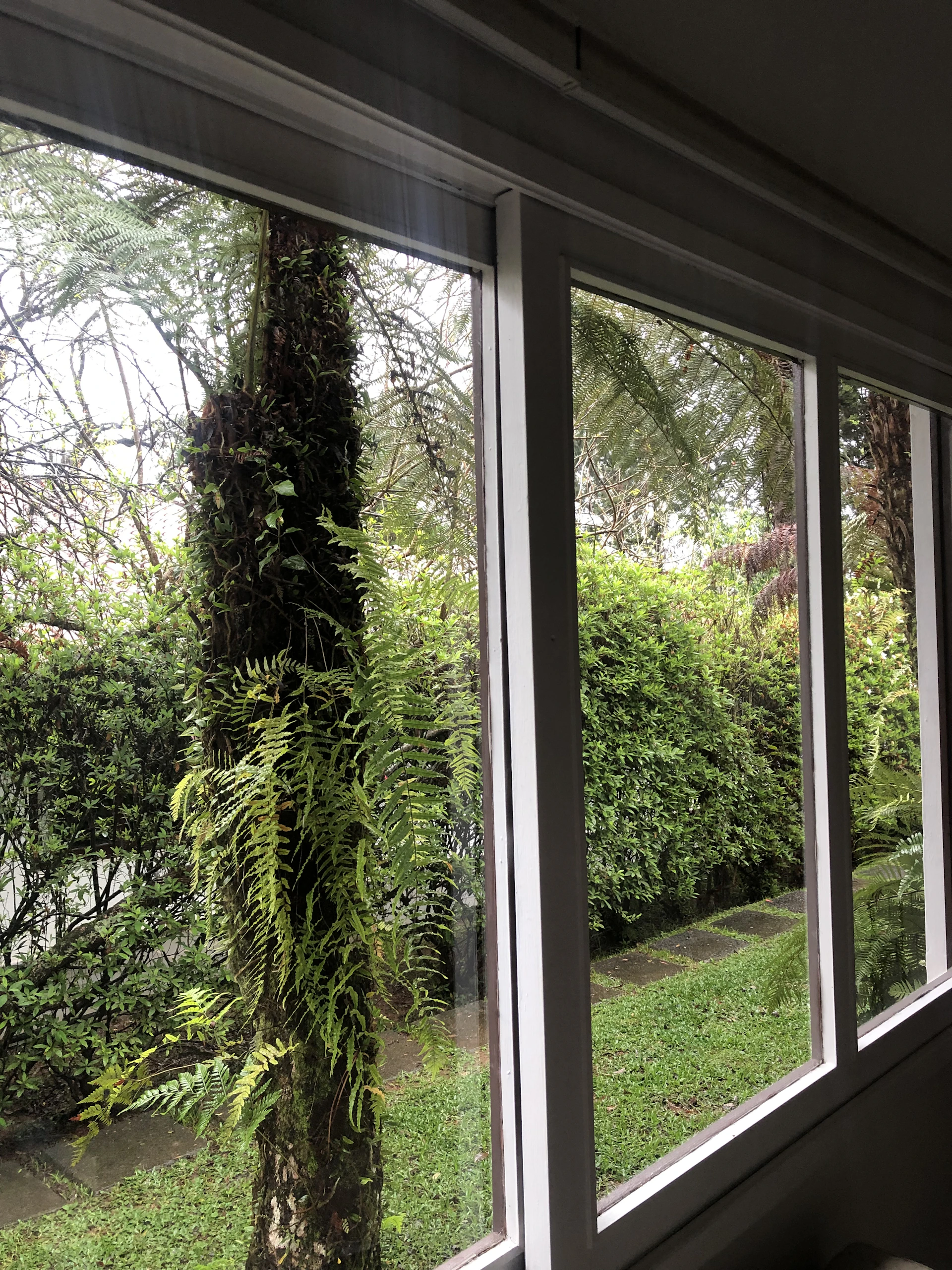 a window with trees outside
