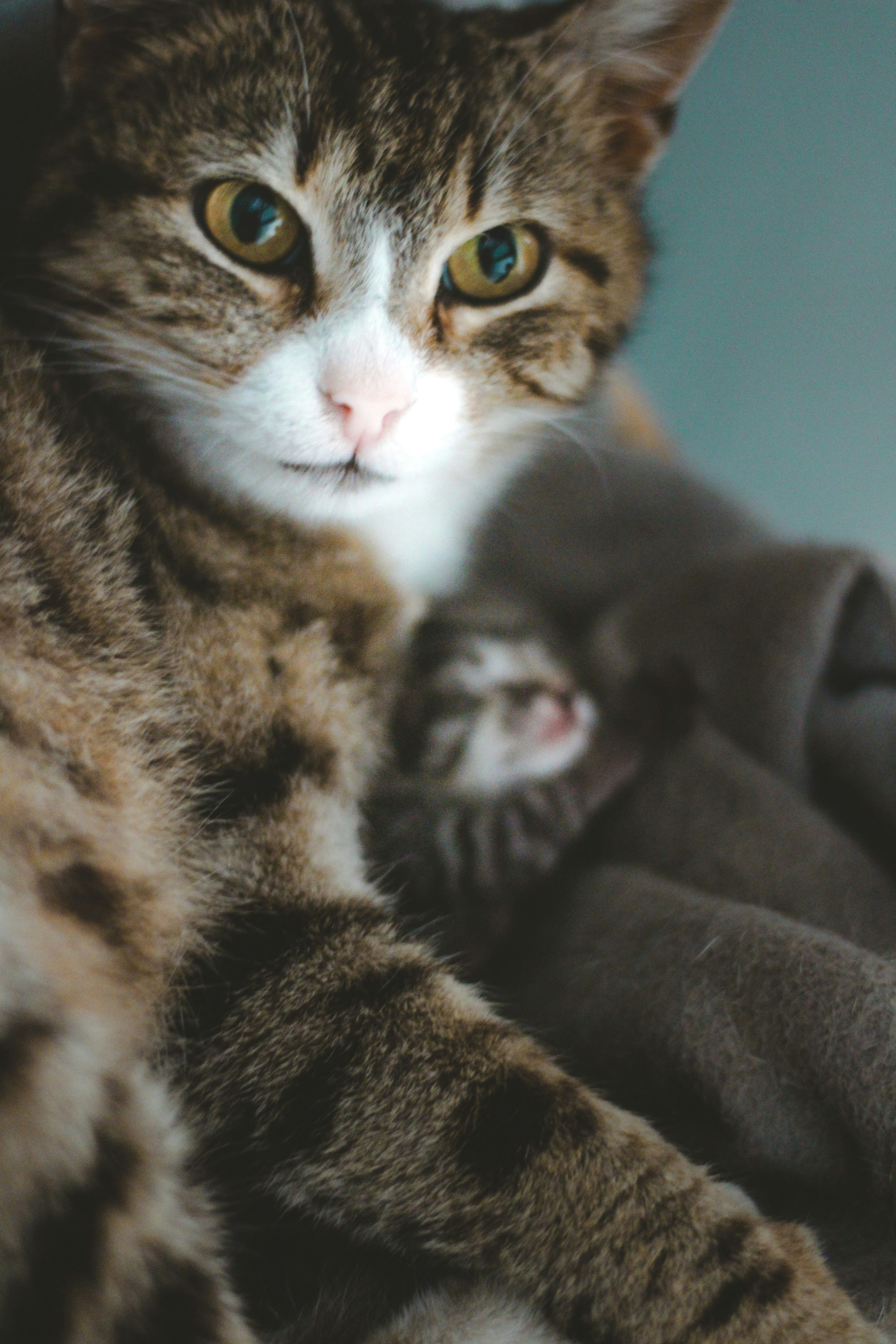 Mother Cat’s Gaze: Silent Guidance (image credits: unsplash)