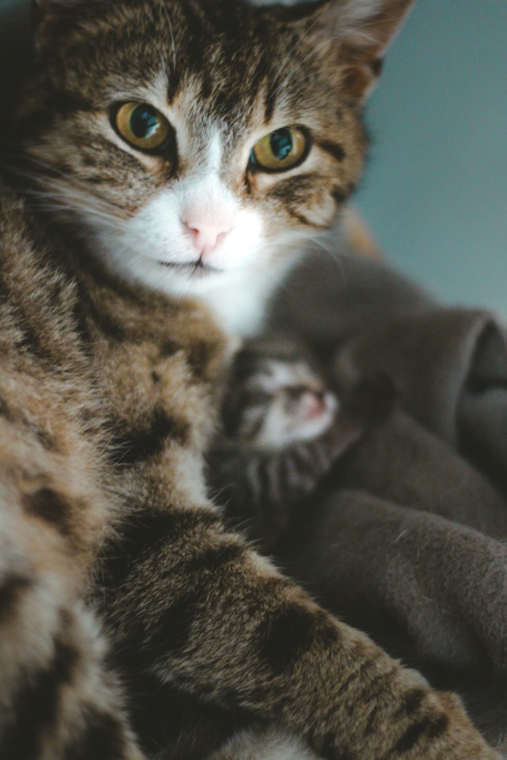 a cat with a stuffed animal