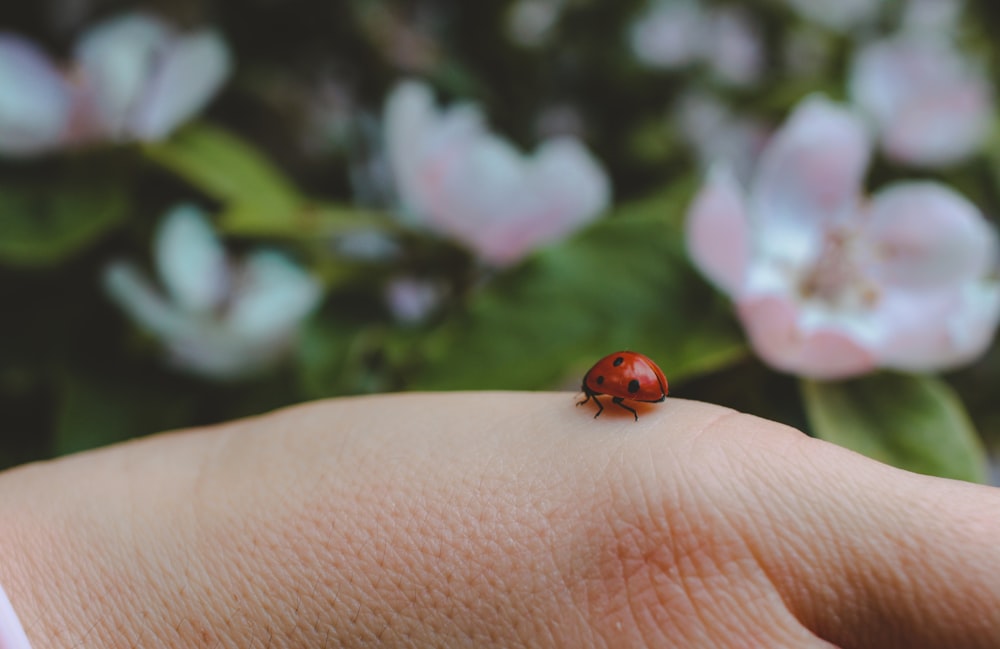 a ladybug on a person's finger