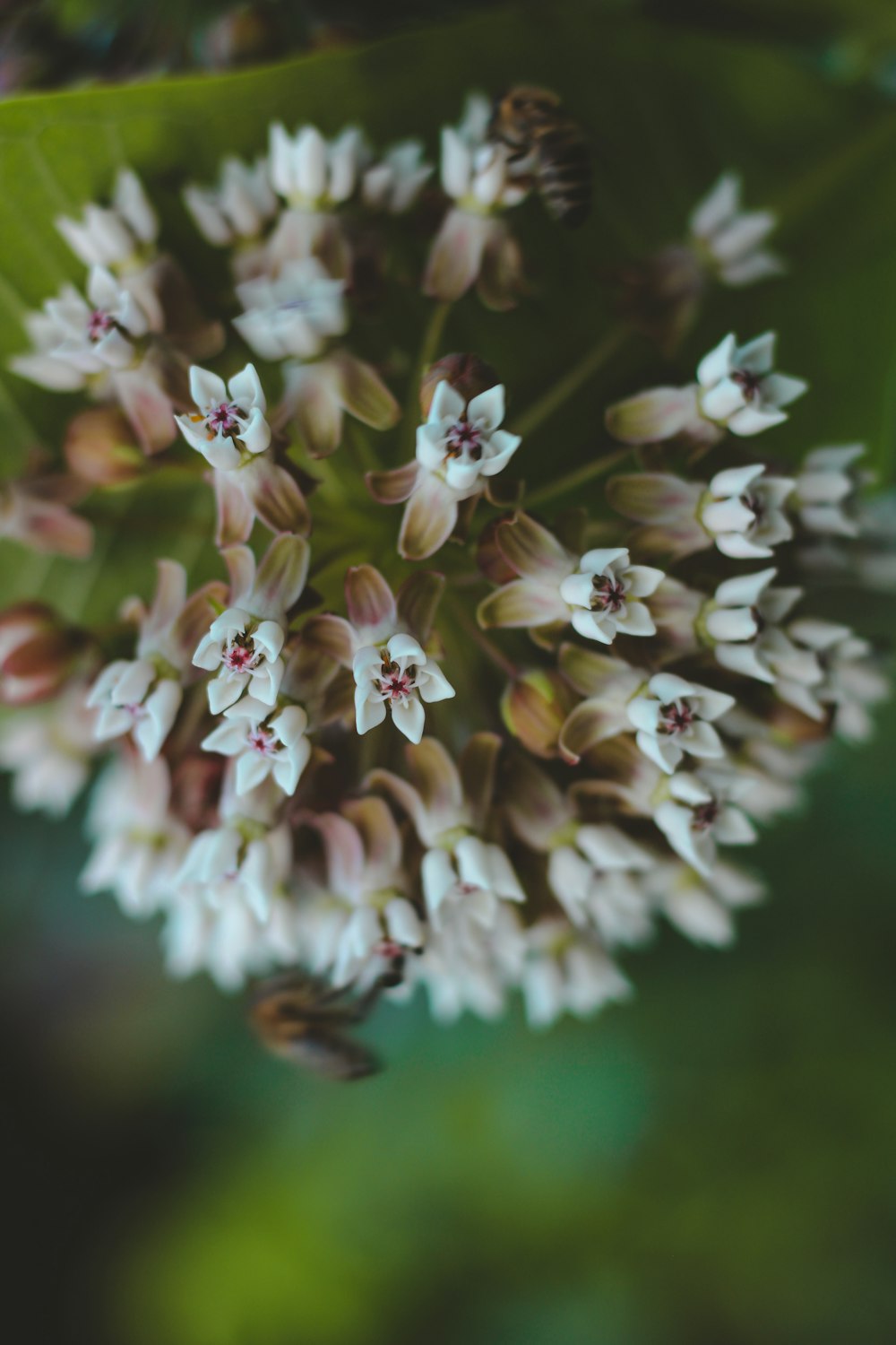 a close up of a flower