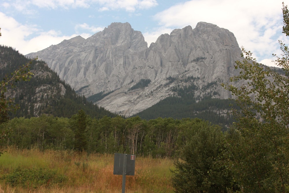 a mountain with trees and grass