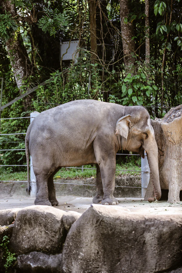 Tiket Singapore Zoo