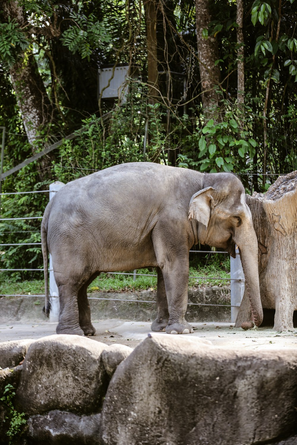 an elephant stands in a zoo exhibit