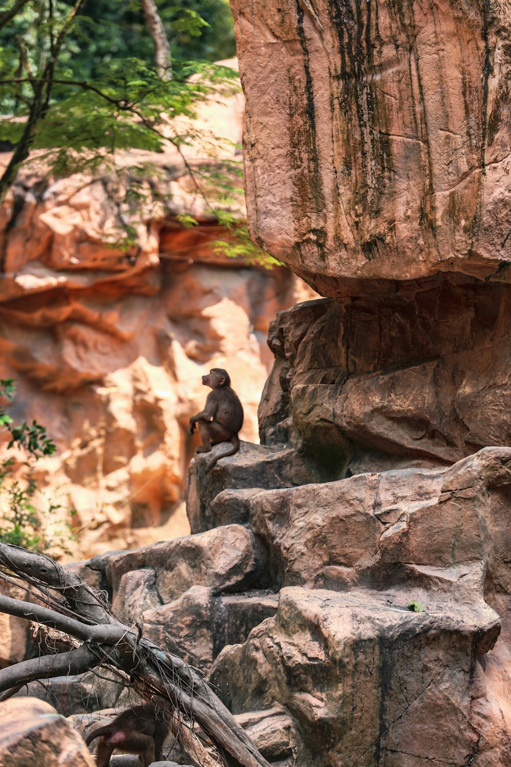 a monkey sitting on a rock