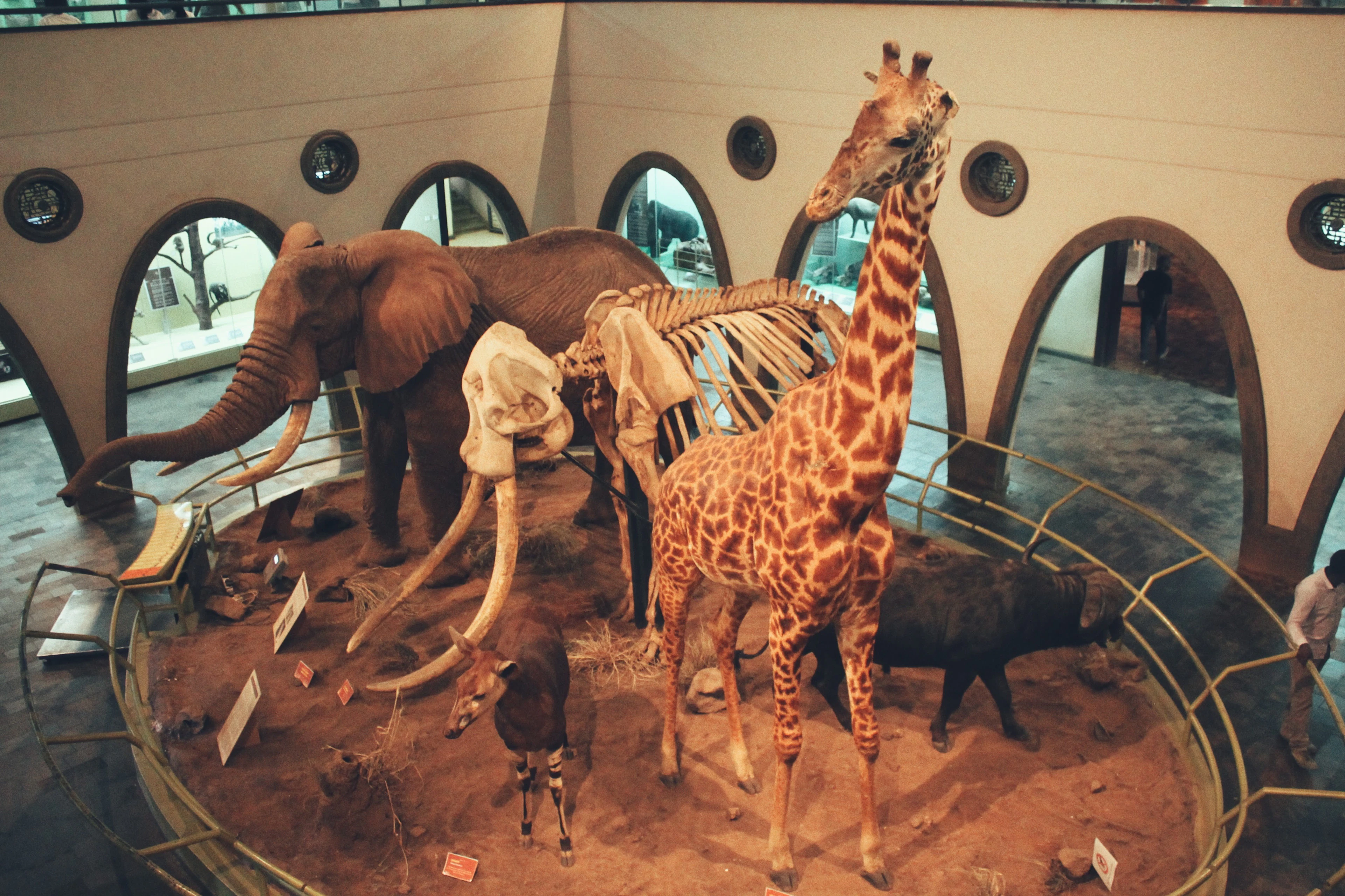 The great hall of mammals inside the Nairobi National Museum, mounted elephant, giraffe, buffalo and antelope grouped on red earth inside a brass rail beneath arched windows.