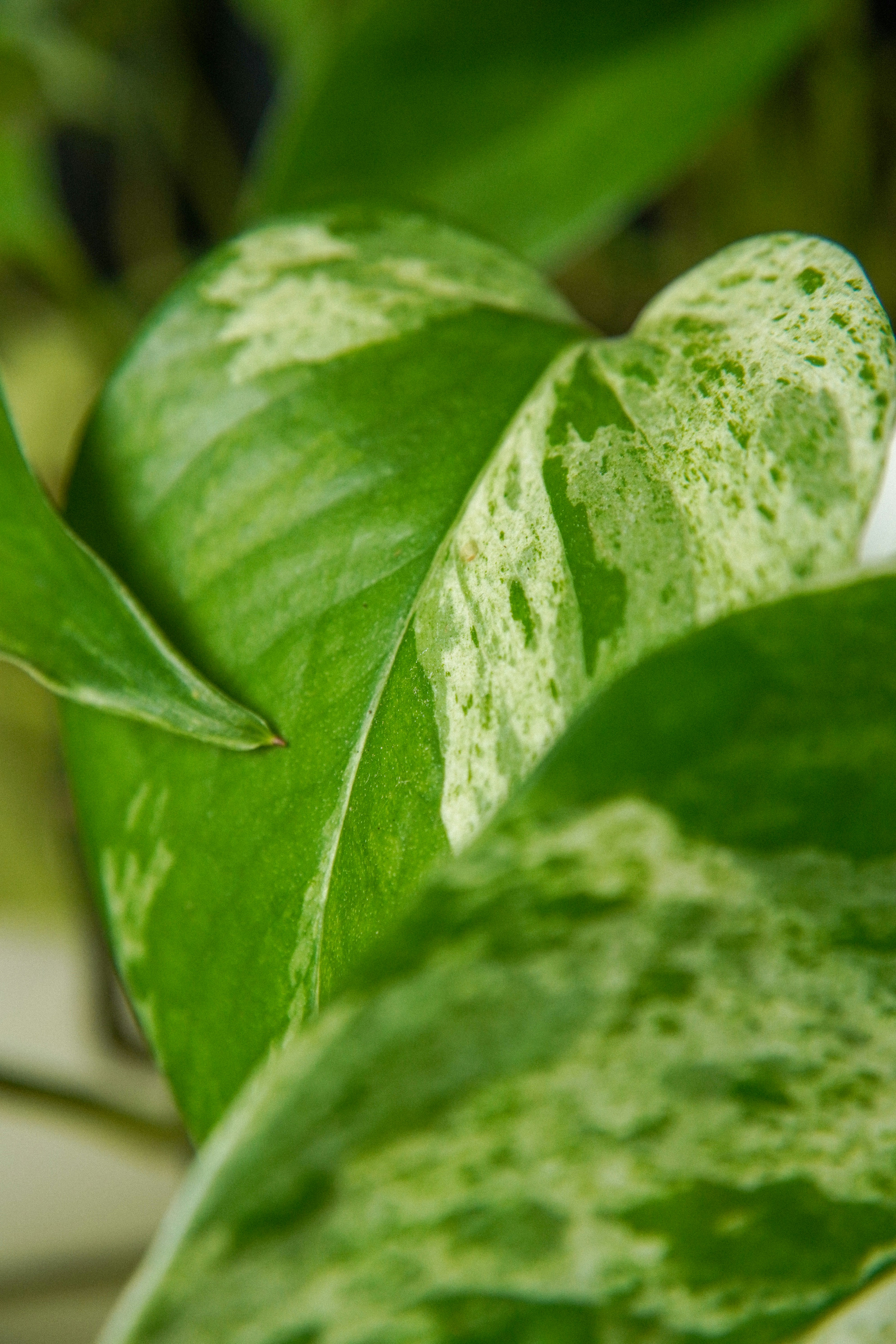 a close up of a leaf