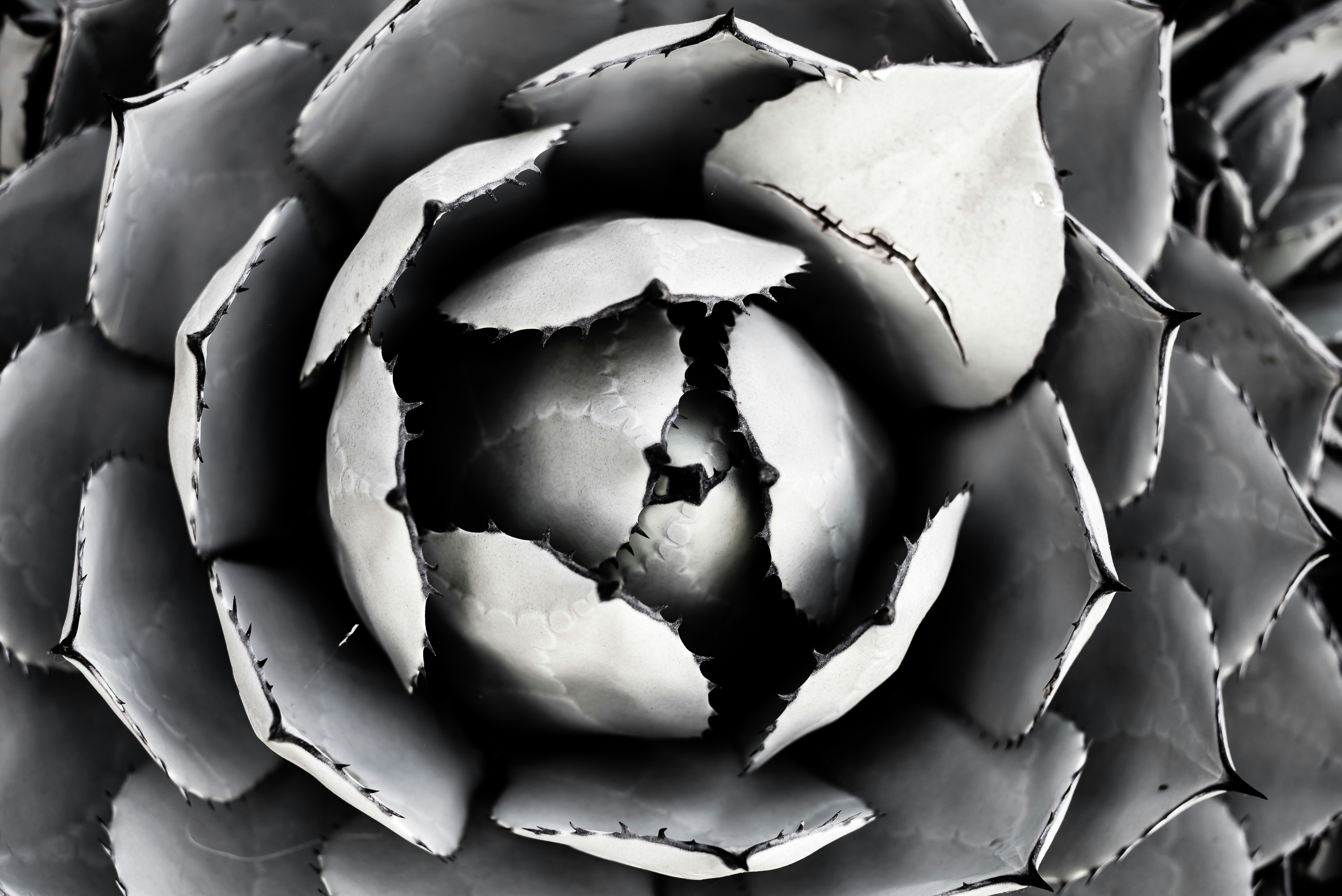 Una foto en blanco y negro de una rosa