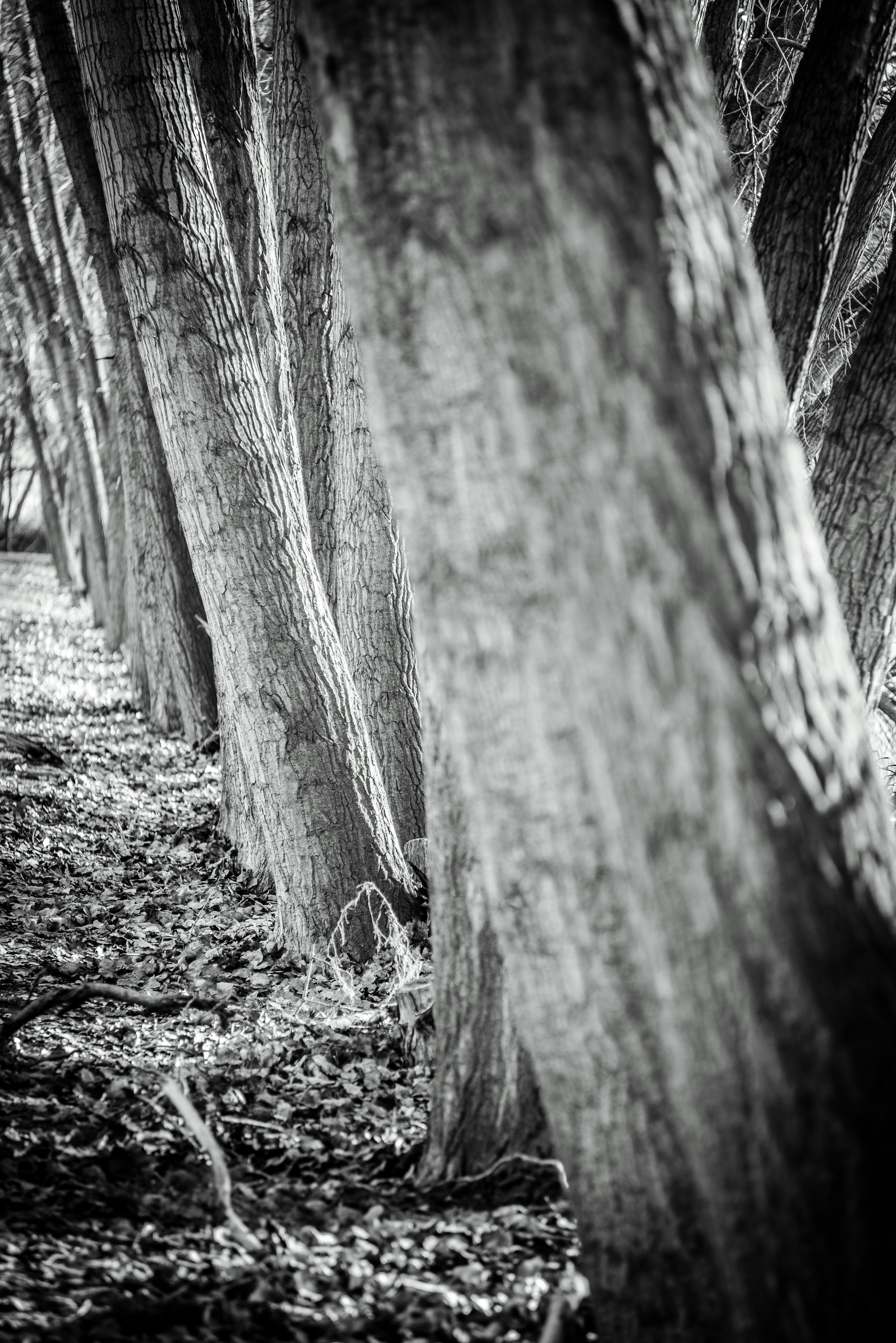 Photo by meringuedesigns