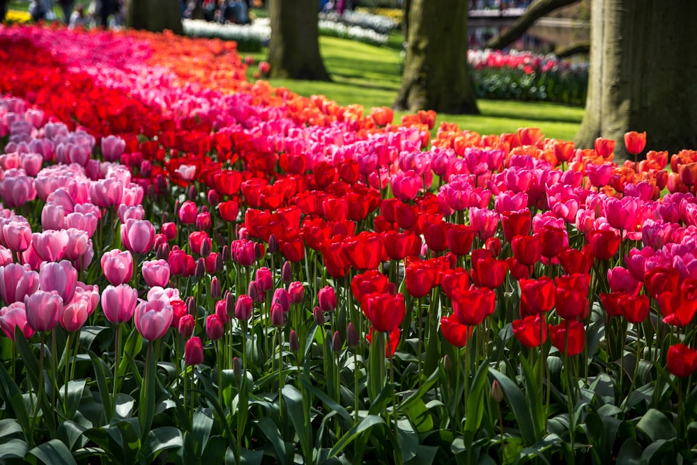 a field of colorful flowers