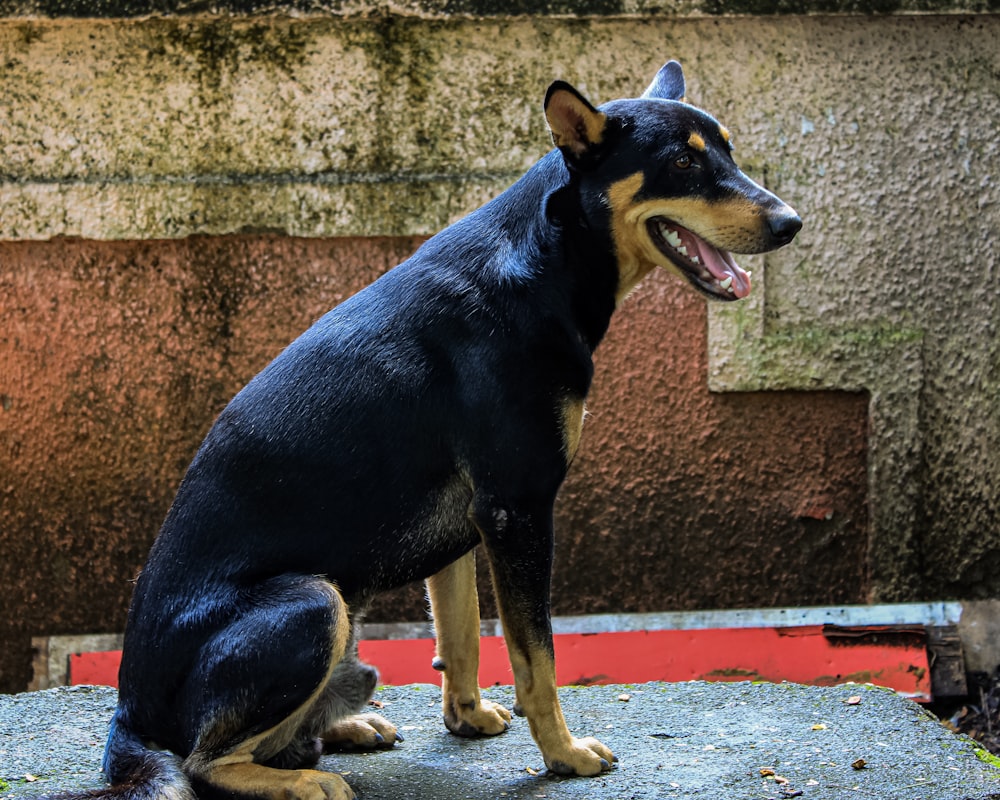 un chien debout sur un trottoir