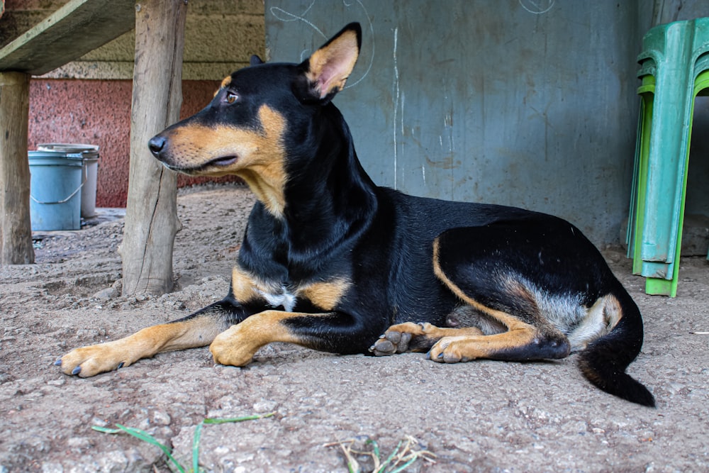 um cão deitado no chão