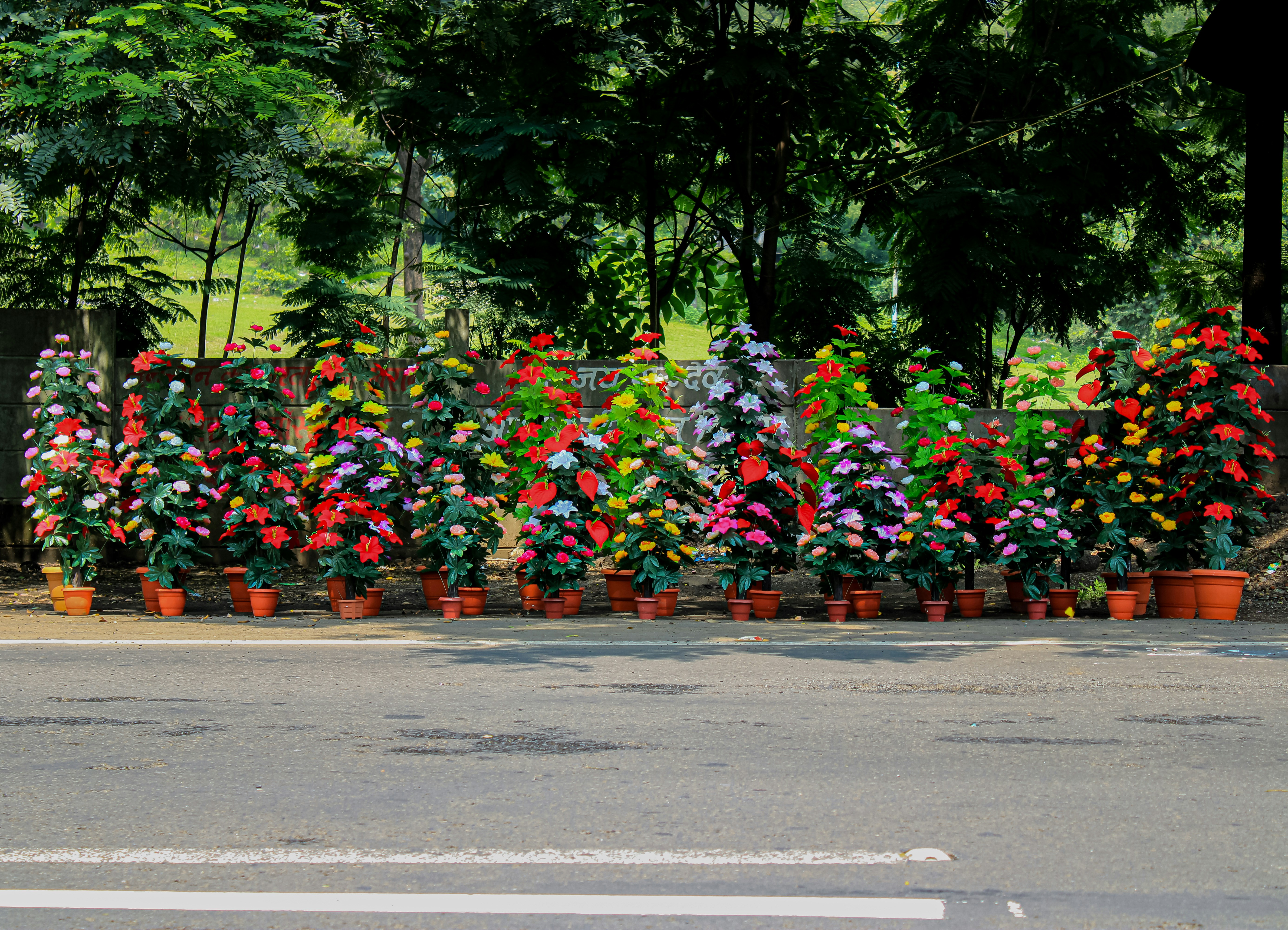A row of potted plants photo – Free Flower Image on Unsplash