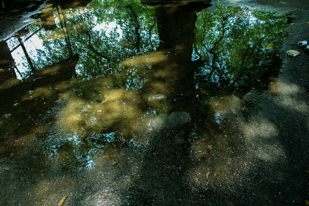 a puddle of water with trees around it