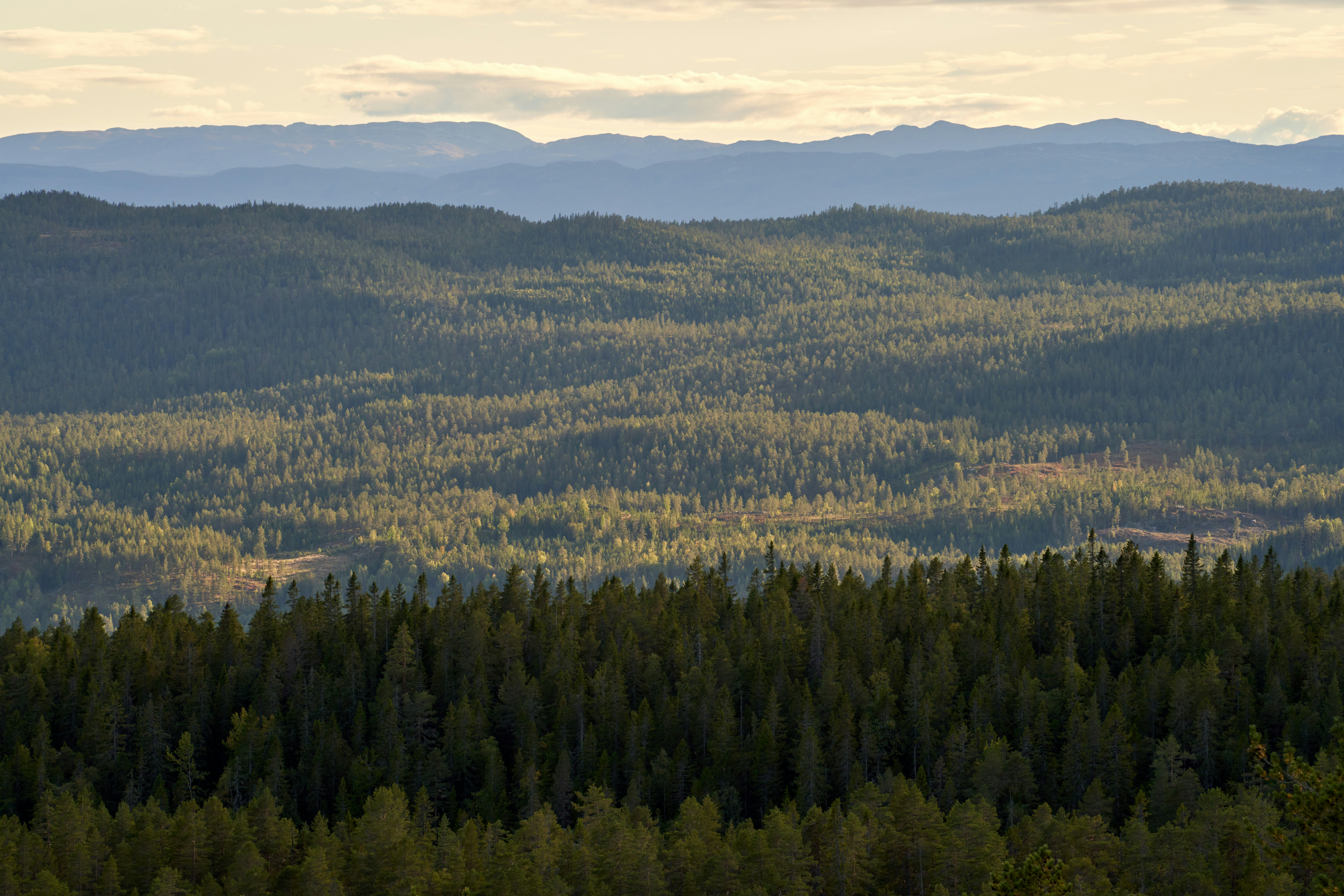 Photo by davotibarna