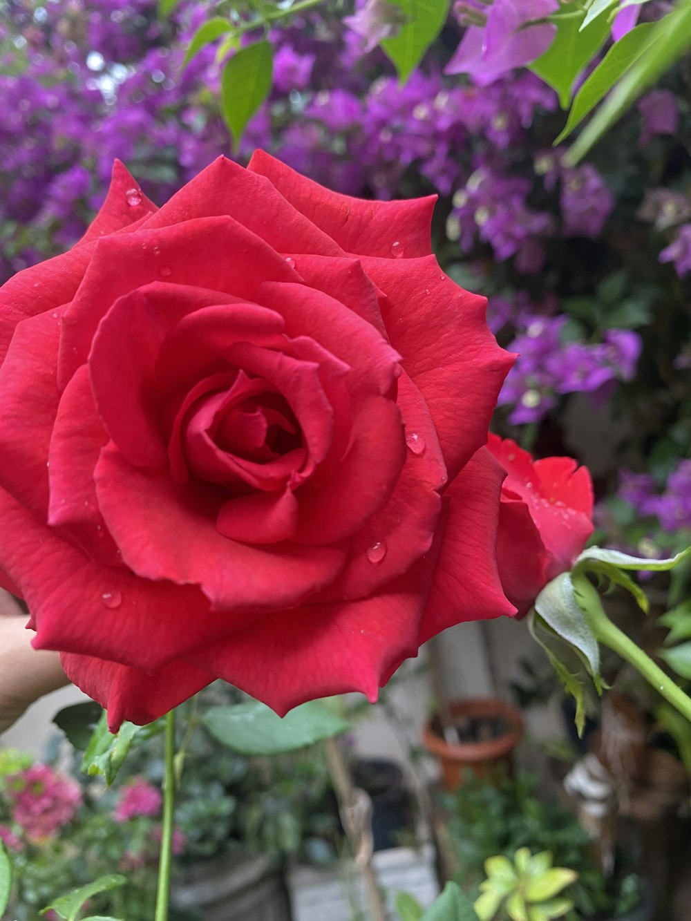 a close up of a rose