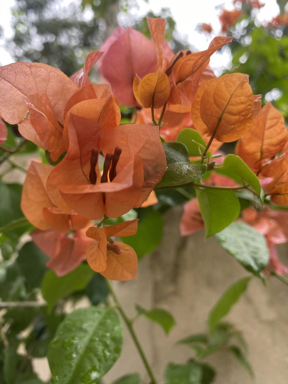 a close up of some flowers