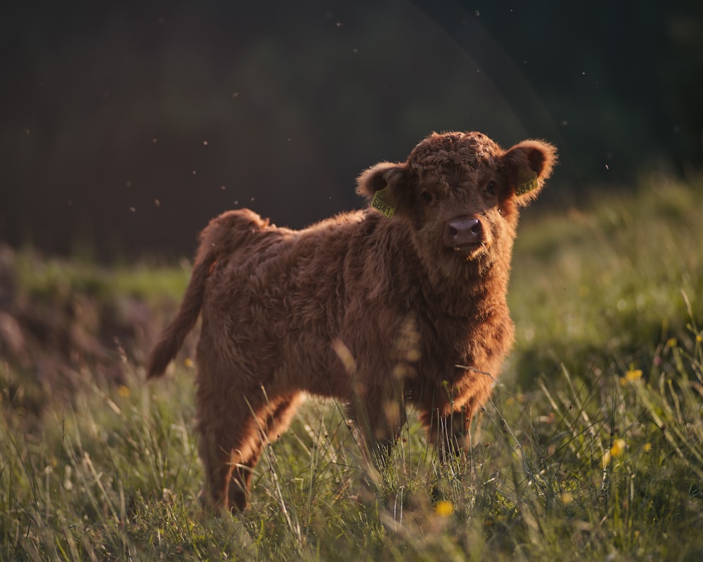 a pig standing in a field