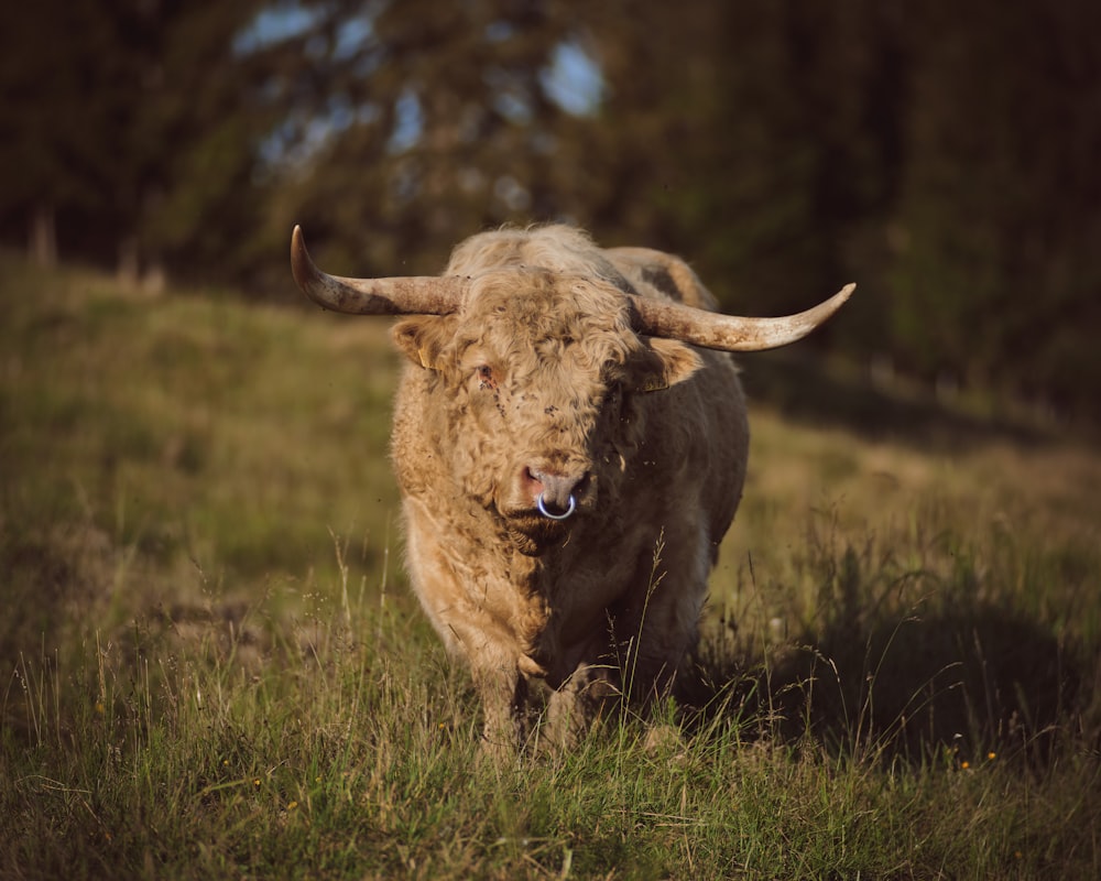 a large animal with horns