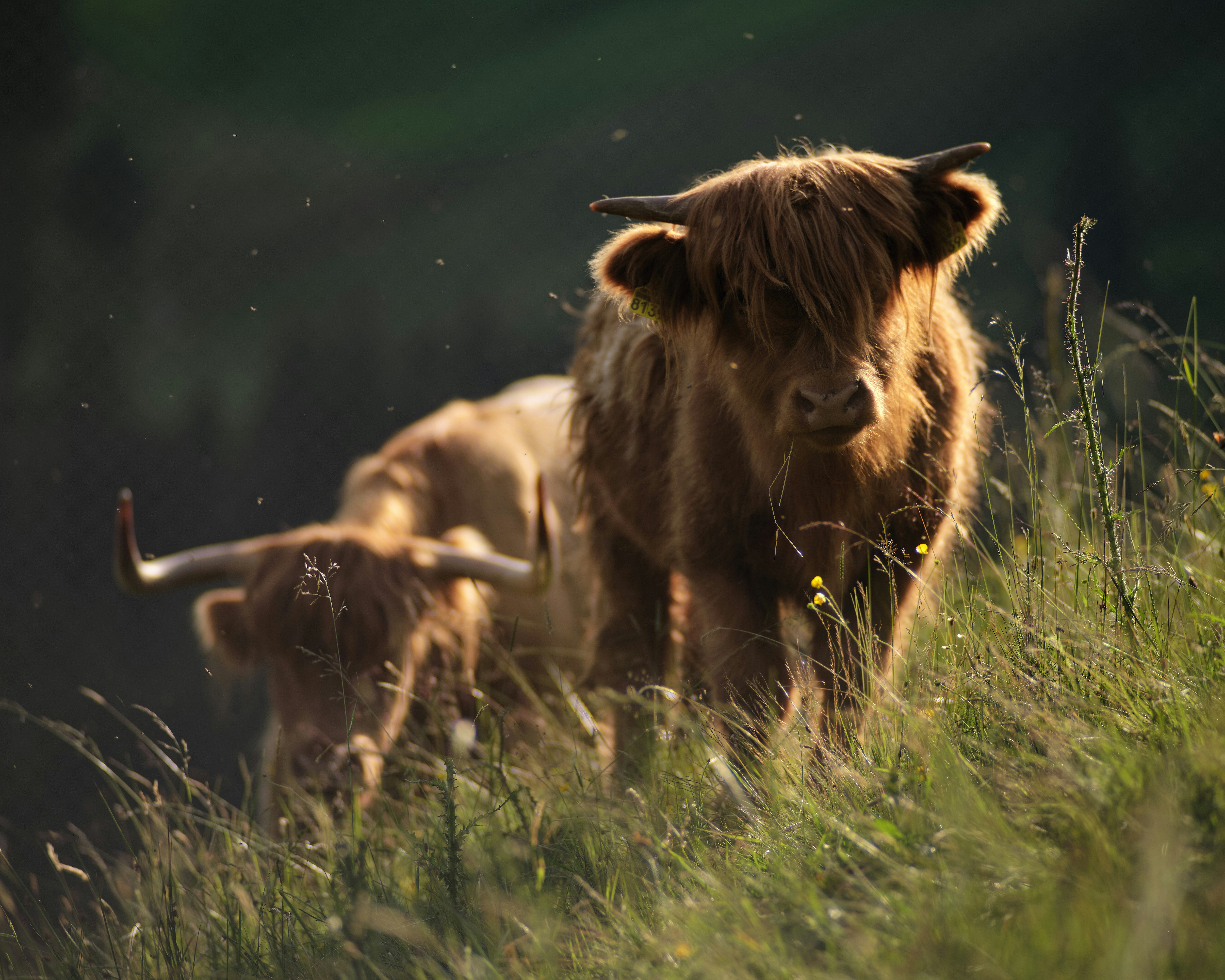 De Beren