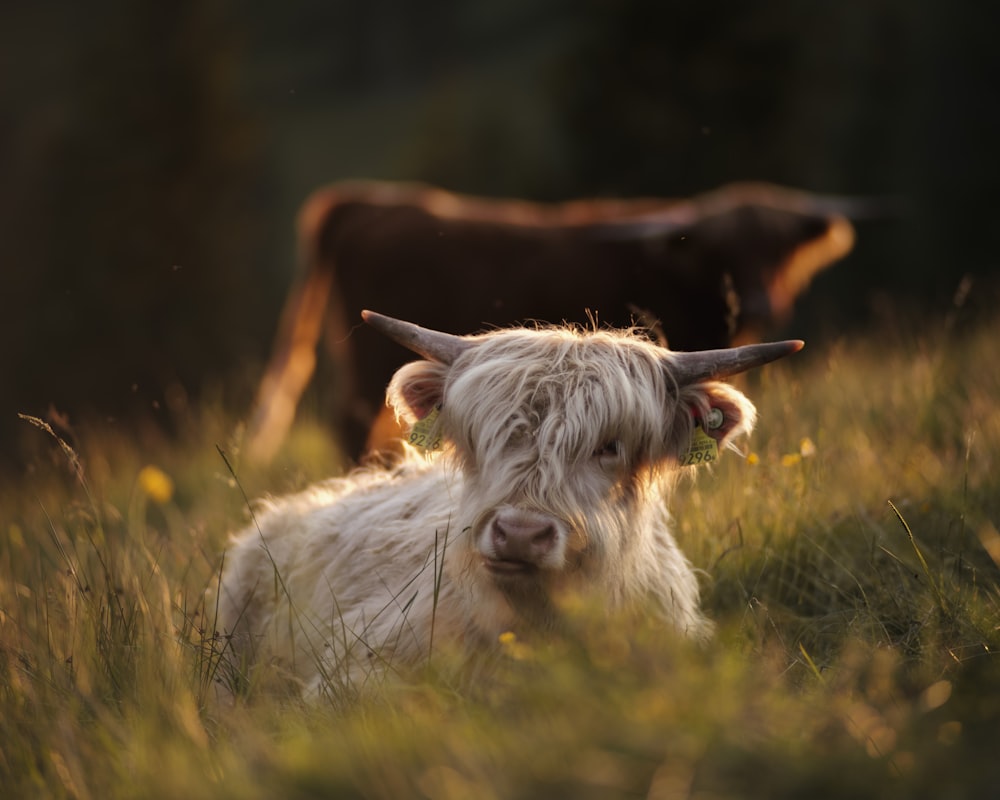 a couple of cows stand in a grassy field