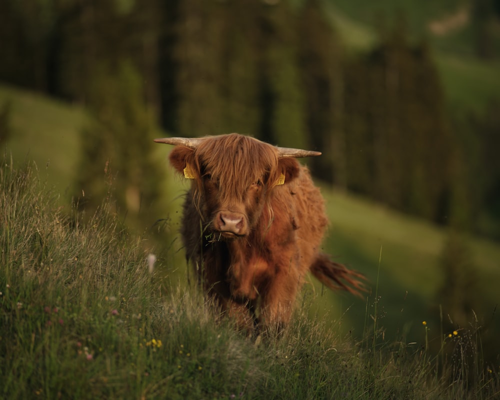 a cow with horns in a grassy field