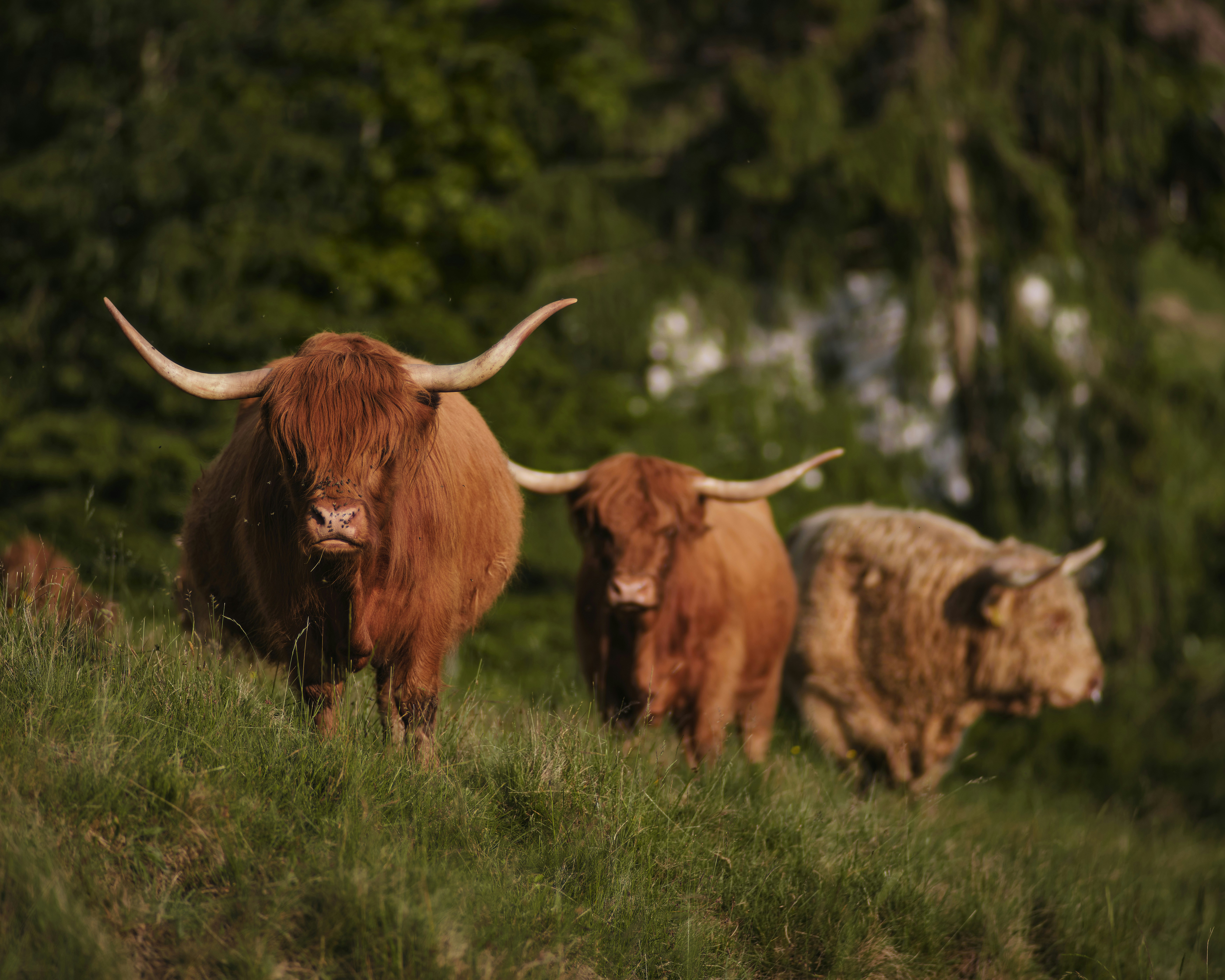 Photo by fabianbetto