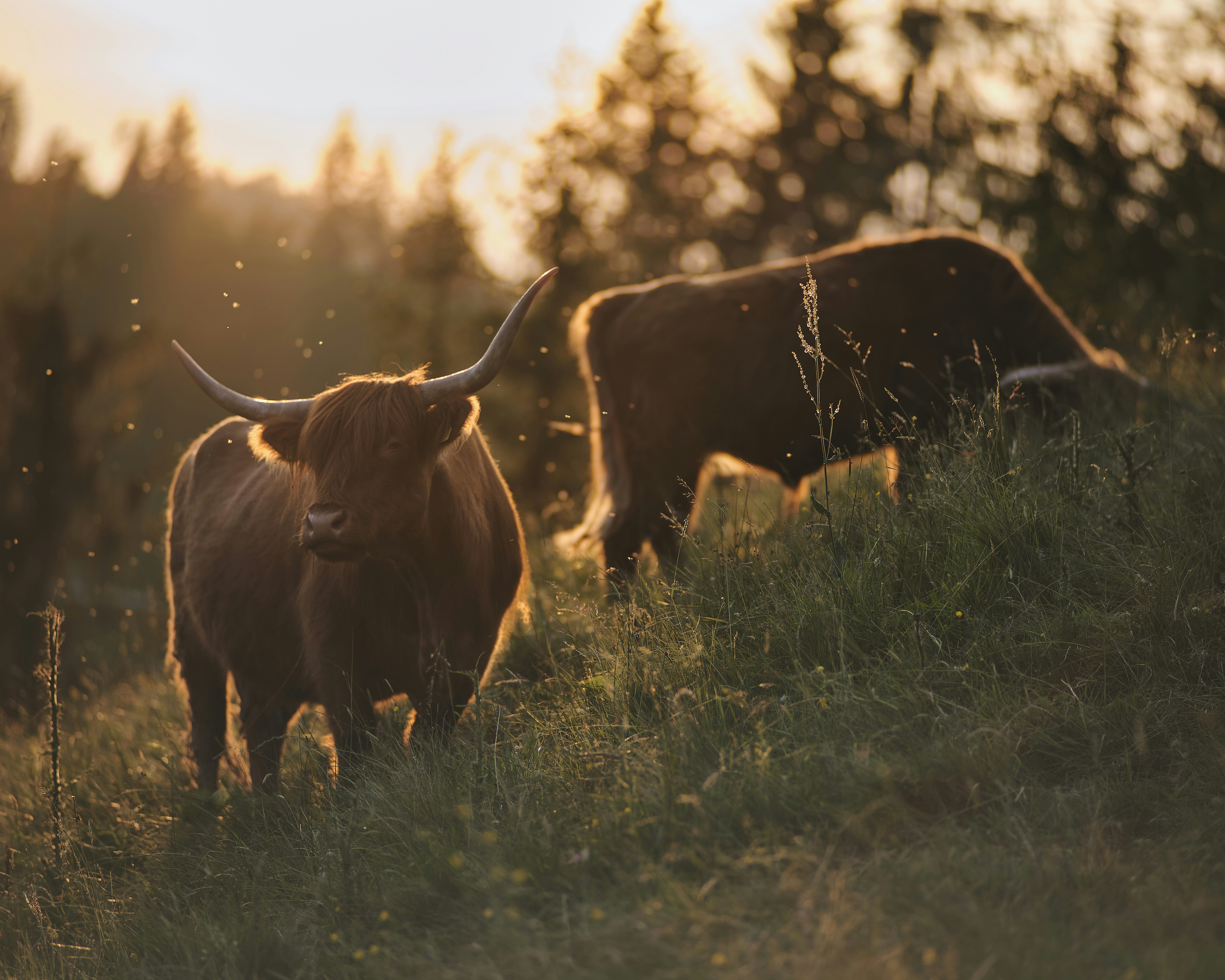 Photo by fabianbetto