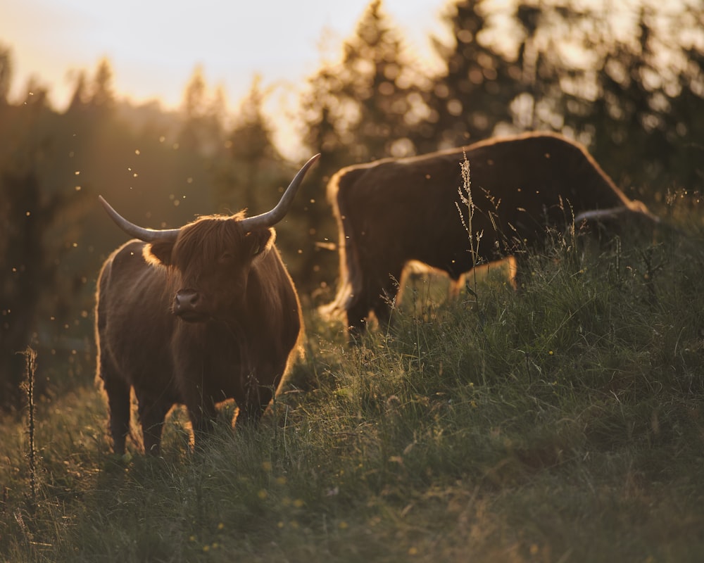 a couple of cows stand in a grassy field