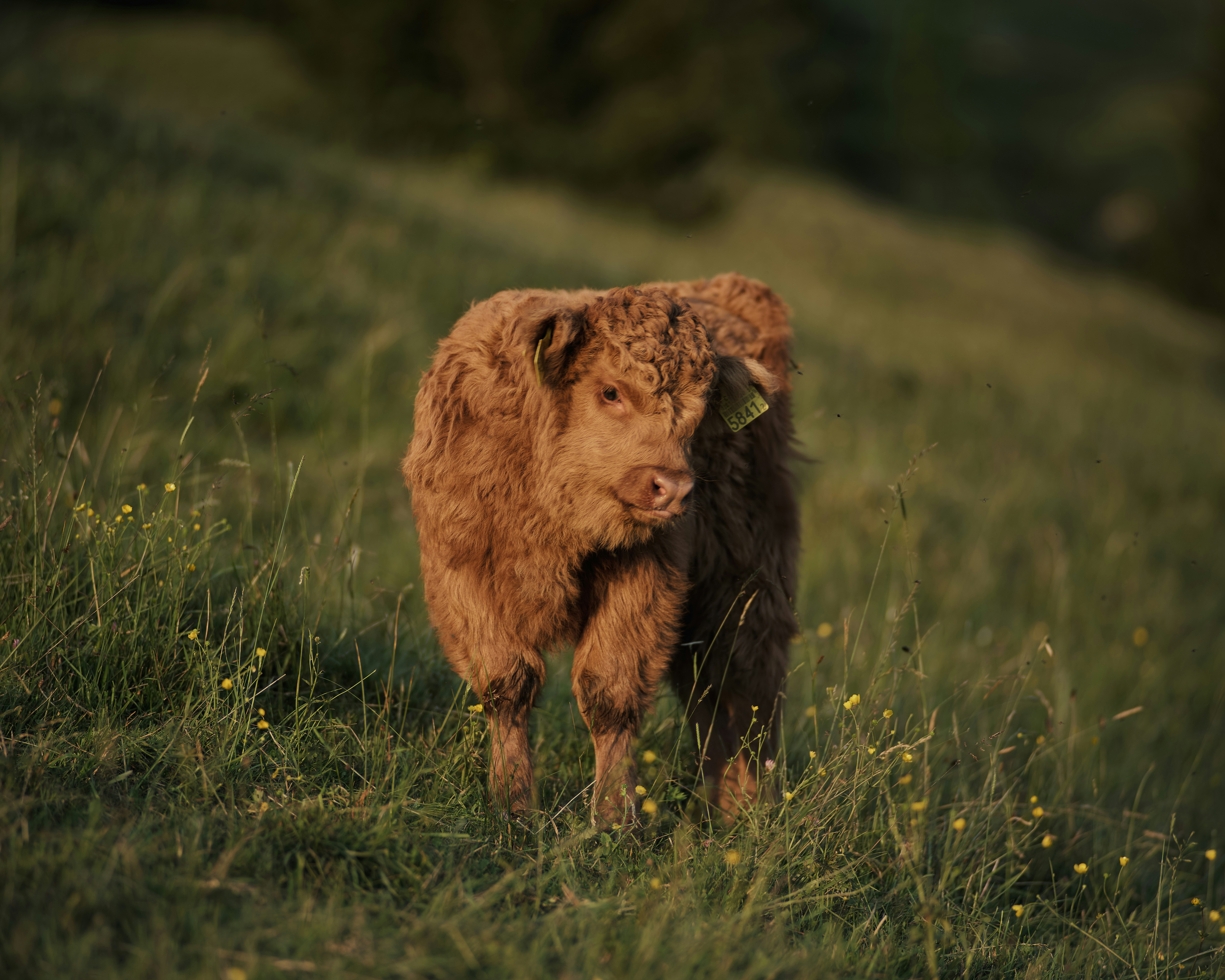 a pig standing in a grassy field