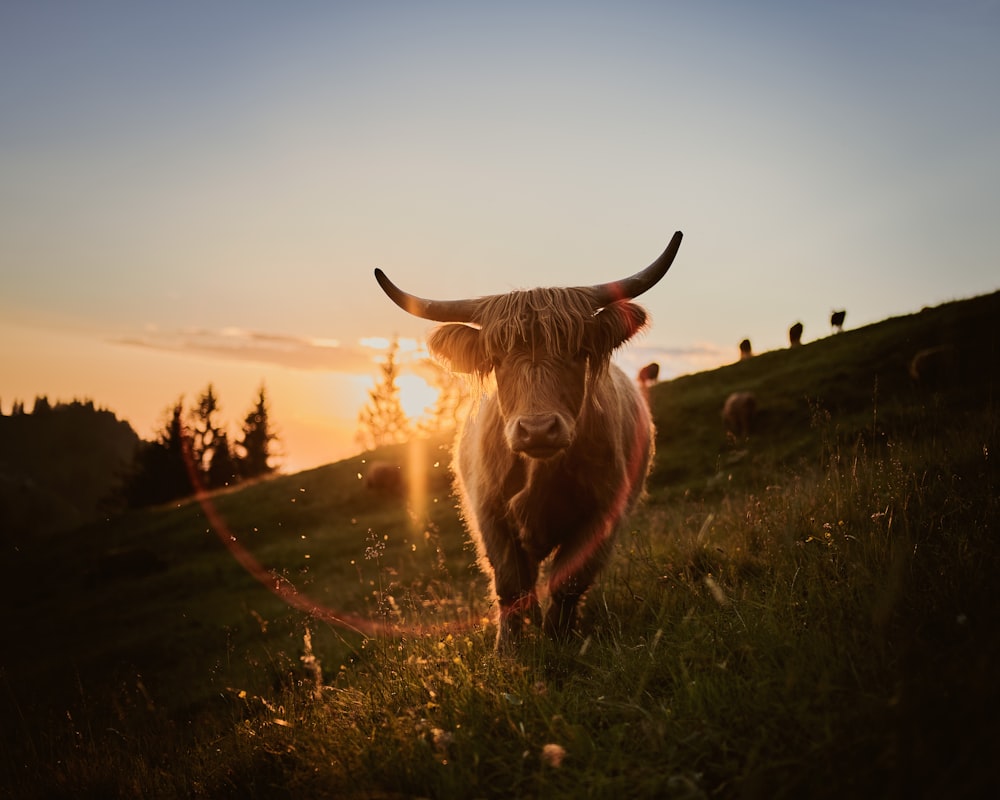 a cow standing in a field