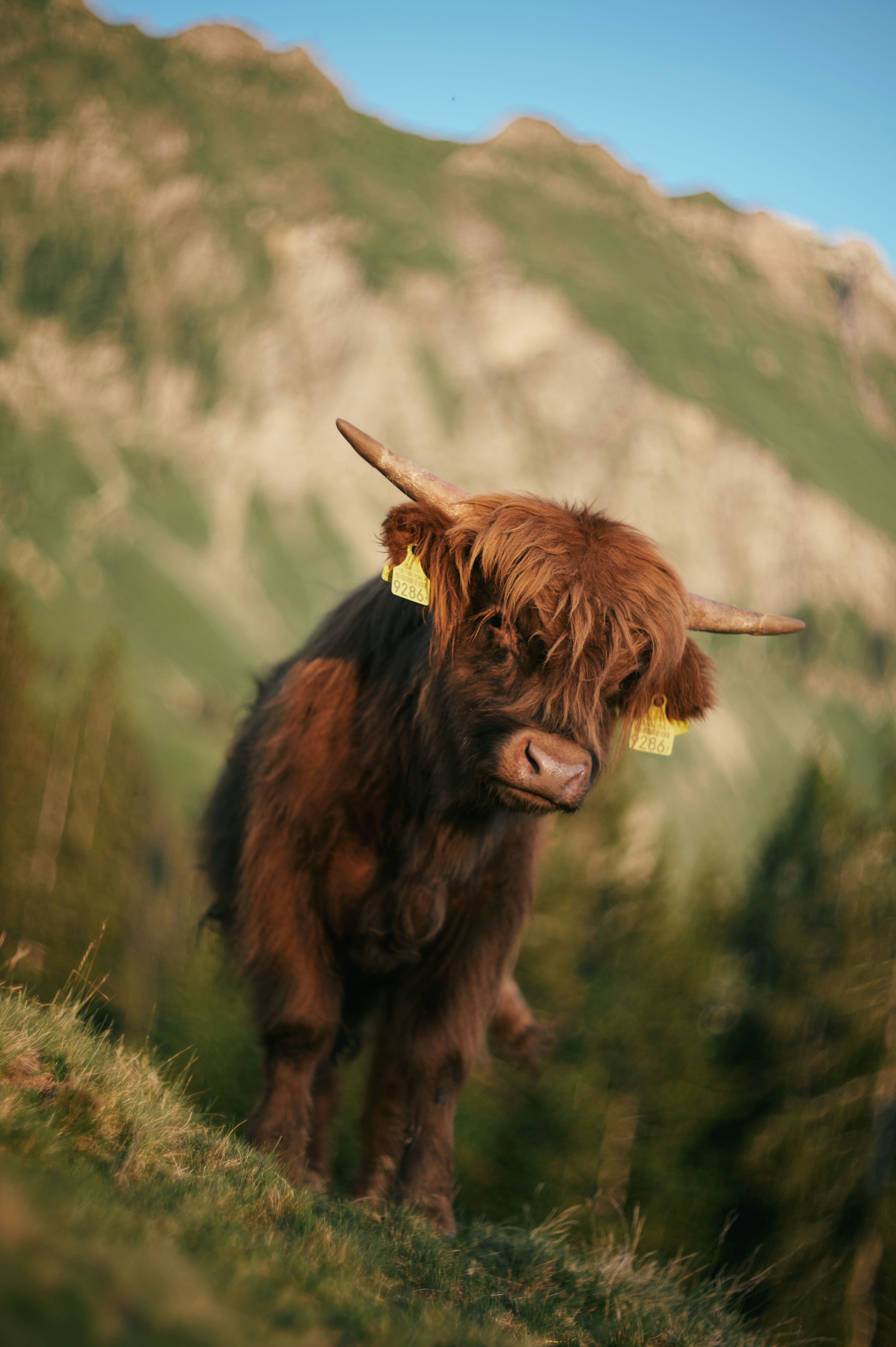 a goat with horns standing in front of a mountain