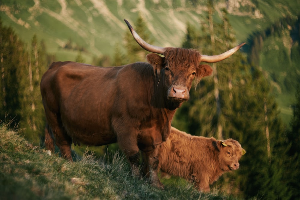 a couple of cows stand in a grassy field