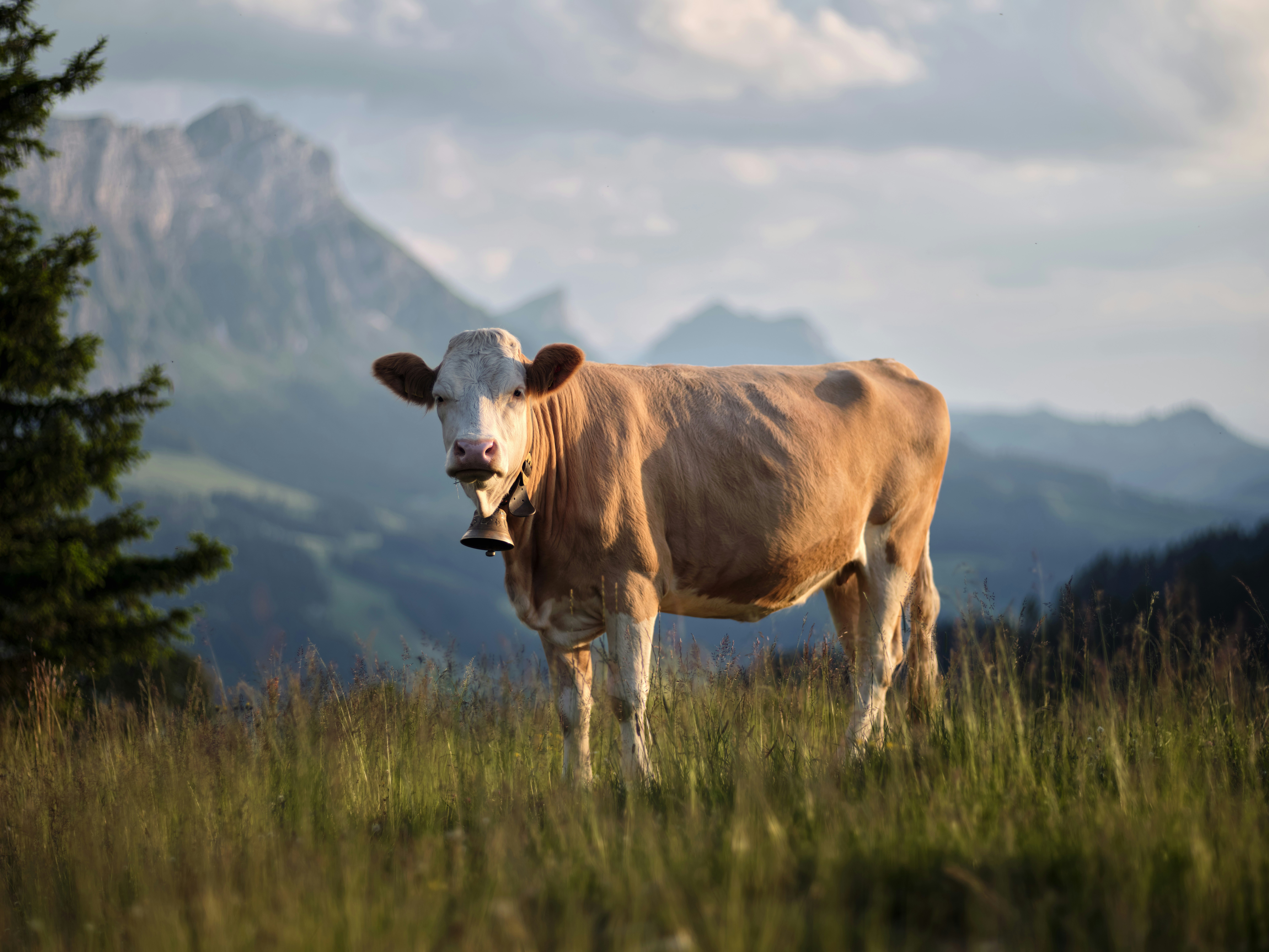 Photo by fabianbetto