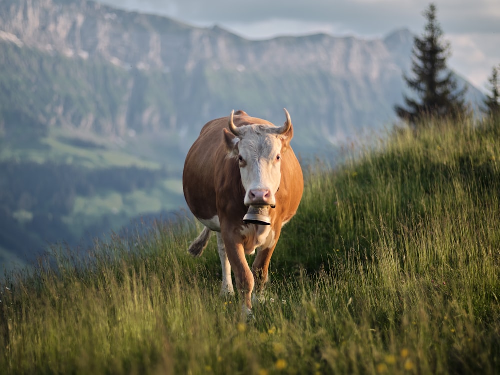 a cow standing in a grassy field