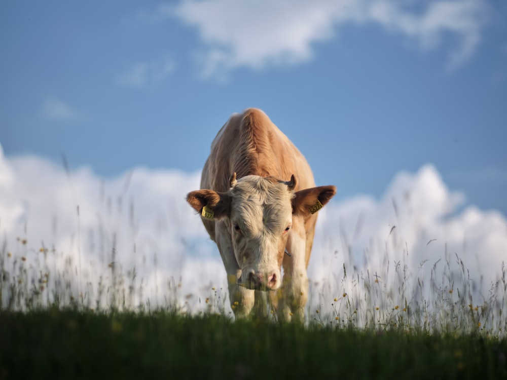 a cow standing in a field