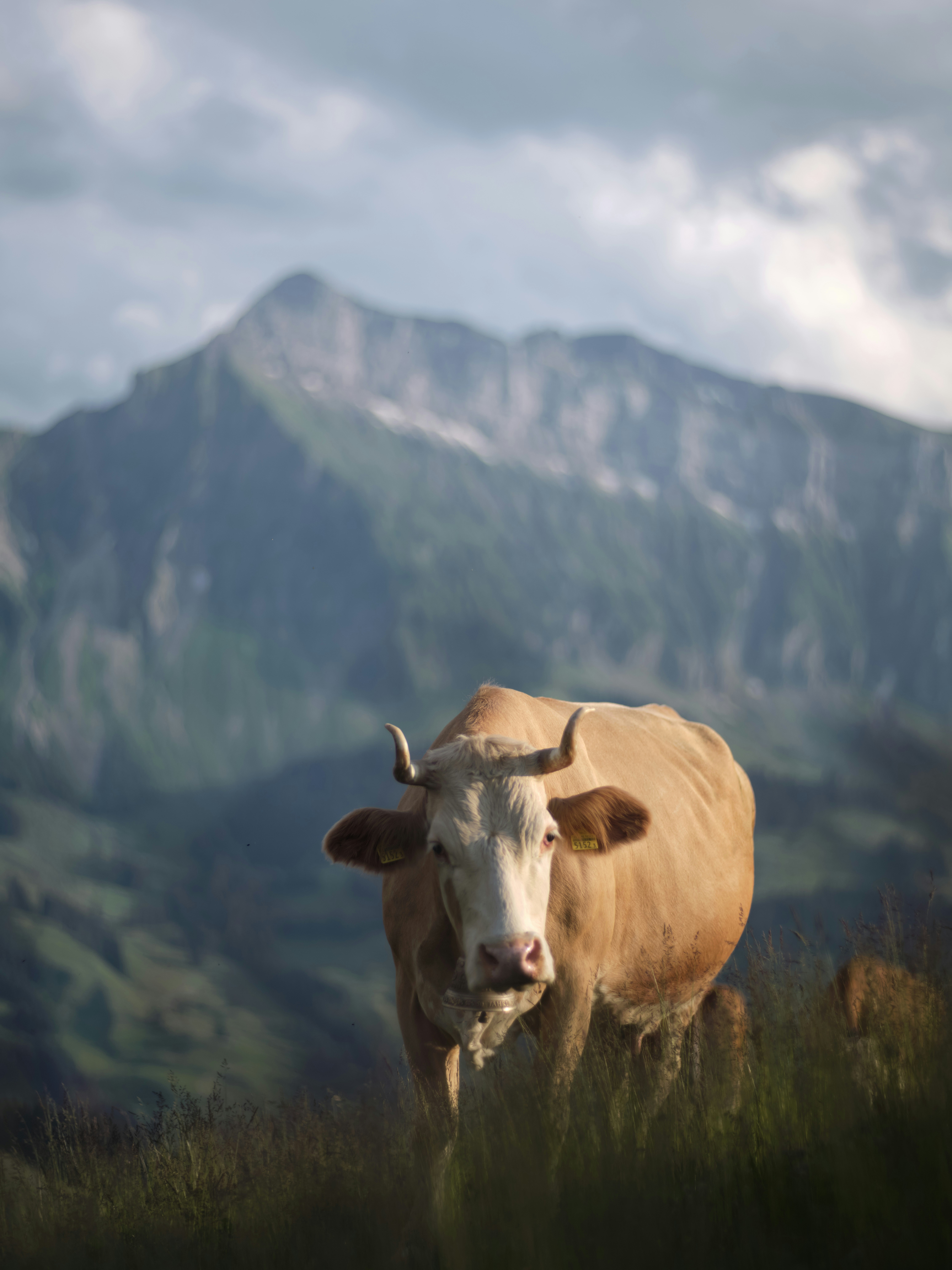 a cow standing in a field