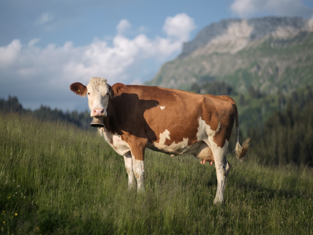 a cow standing in a field