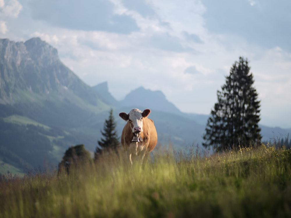 un cane in piedi in un campo erboso